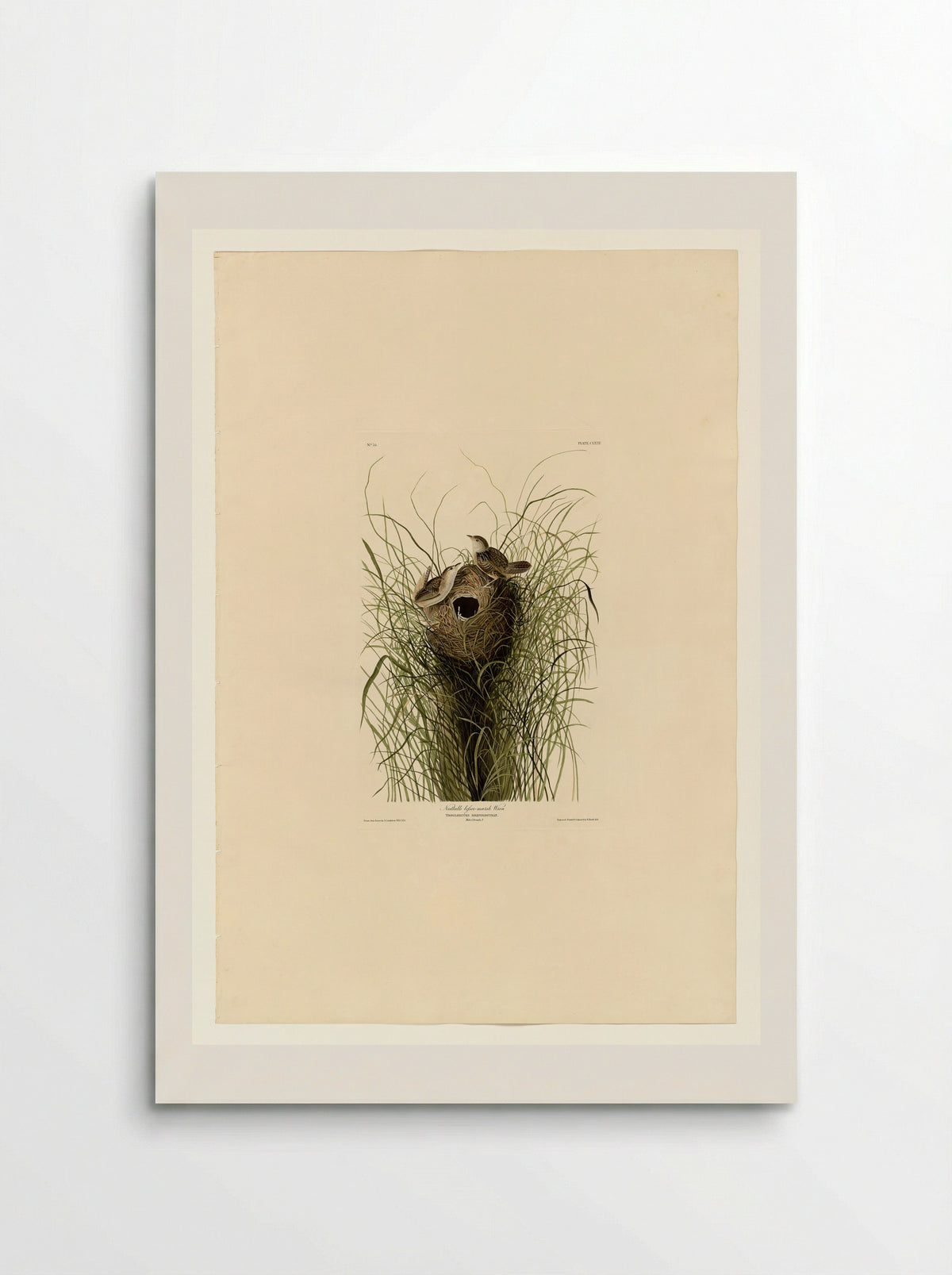 Plate 175 Nuttall's lesser-marsh Wren - John James Audubon - Poster
