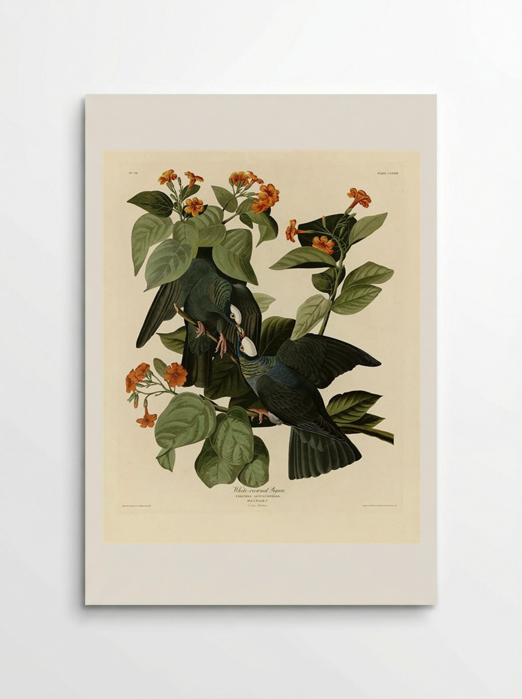 Plate 177, White-crowned Pigeon - John James Audubon - Poster