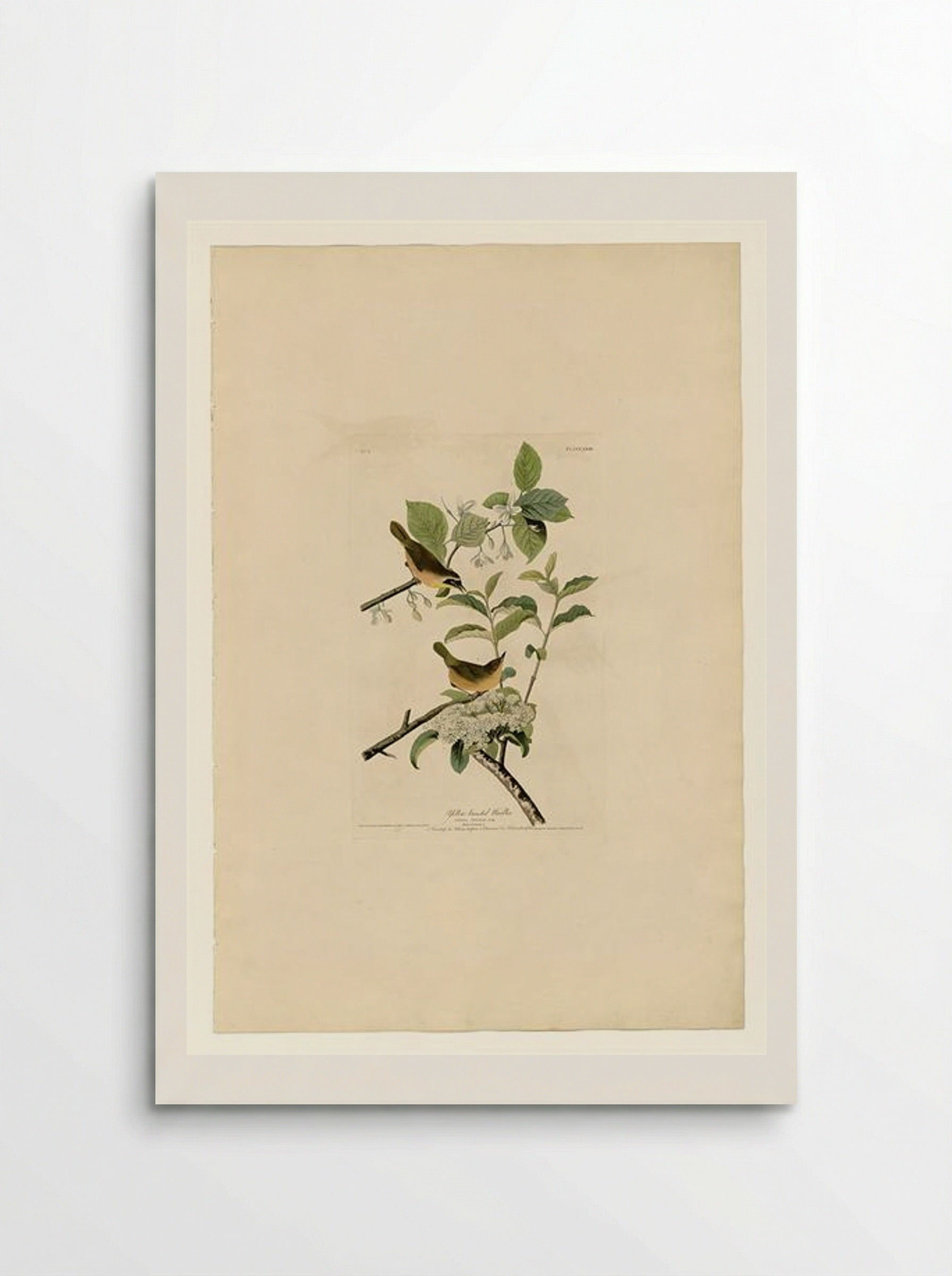 Plate 23. Yellow-breasted Warbler - John James Audubon - Poster