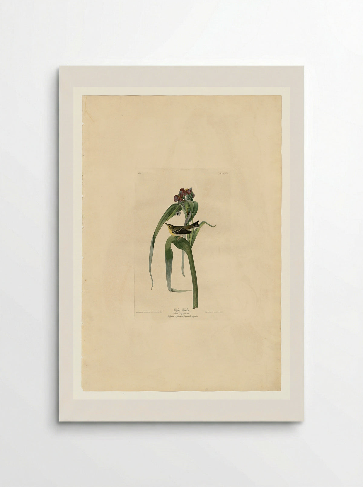Plate 30. Vigor's Warbler - John James Audubon - Poster