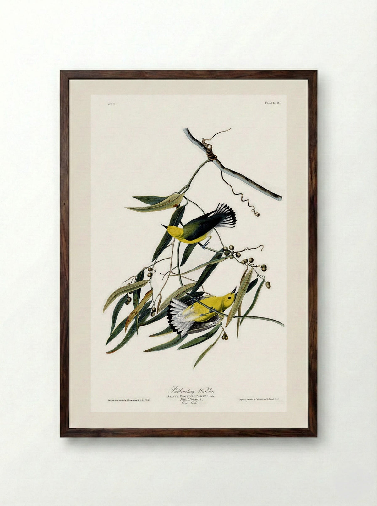 Plate 3. Prothonotary Warbler - John James Audubon - Framed Print Dark Wood