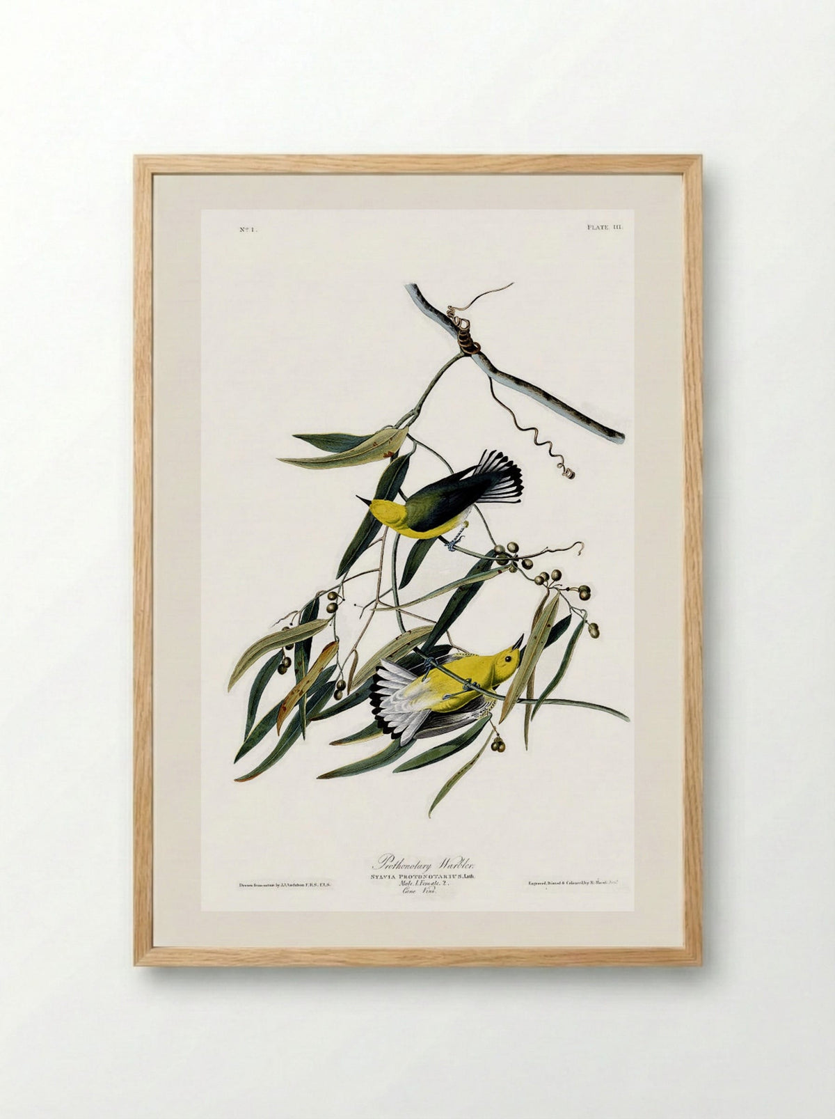 Plate 3. Prothonotary Warbler - John James Audubon - Framed Print Wood