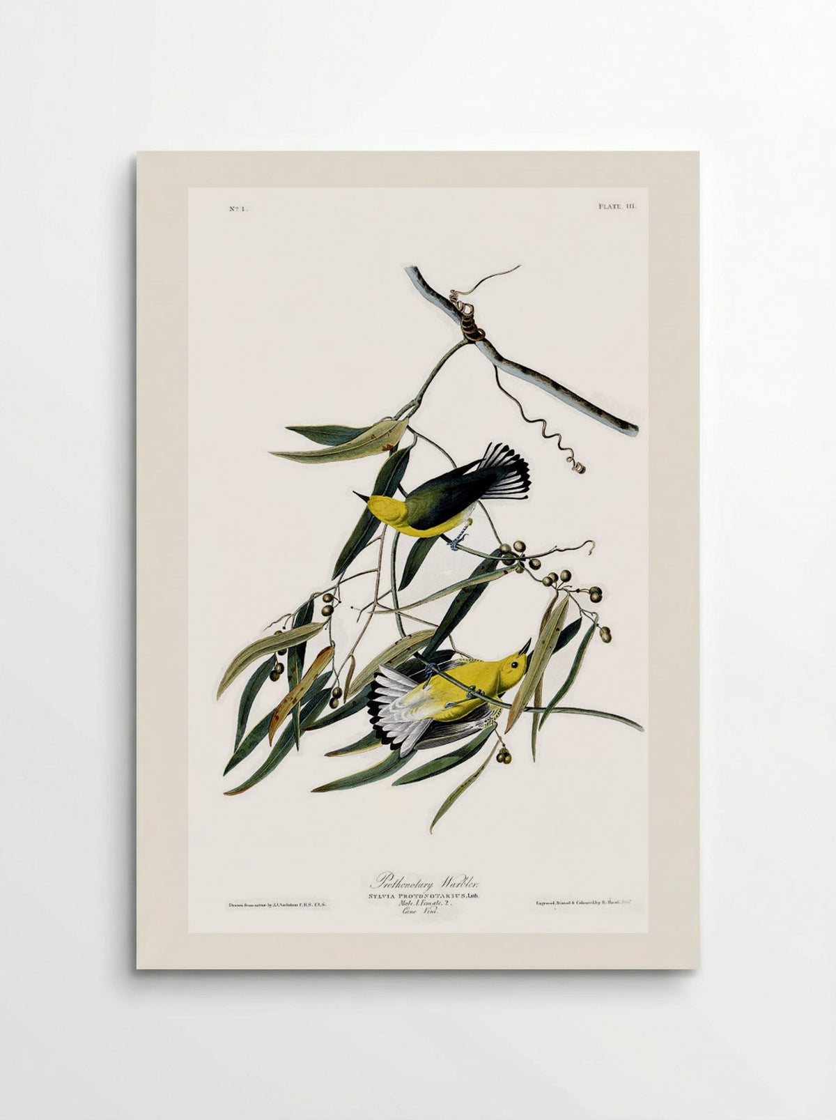 Plate 3. Prothonotary Warbler - John James Audubon - Poster