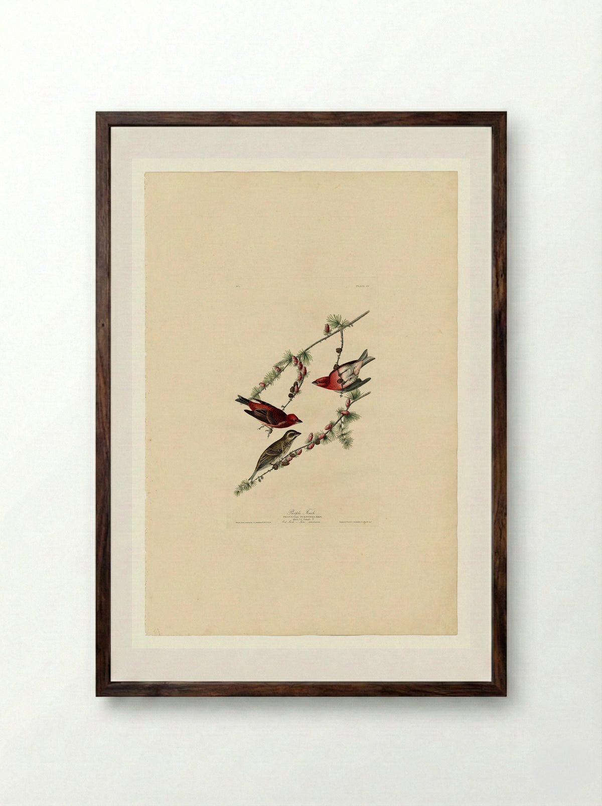 Plate 4. Purple Finch - John James Audubon - Framed Print Dark Wood
