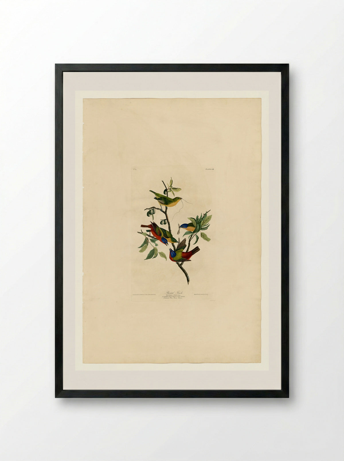 Plate 53. Painted Finch - John James Audubon - Framed Print Black