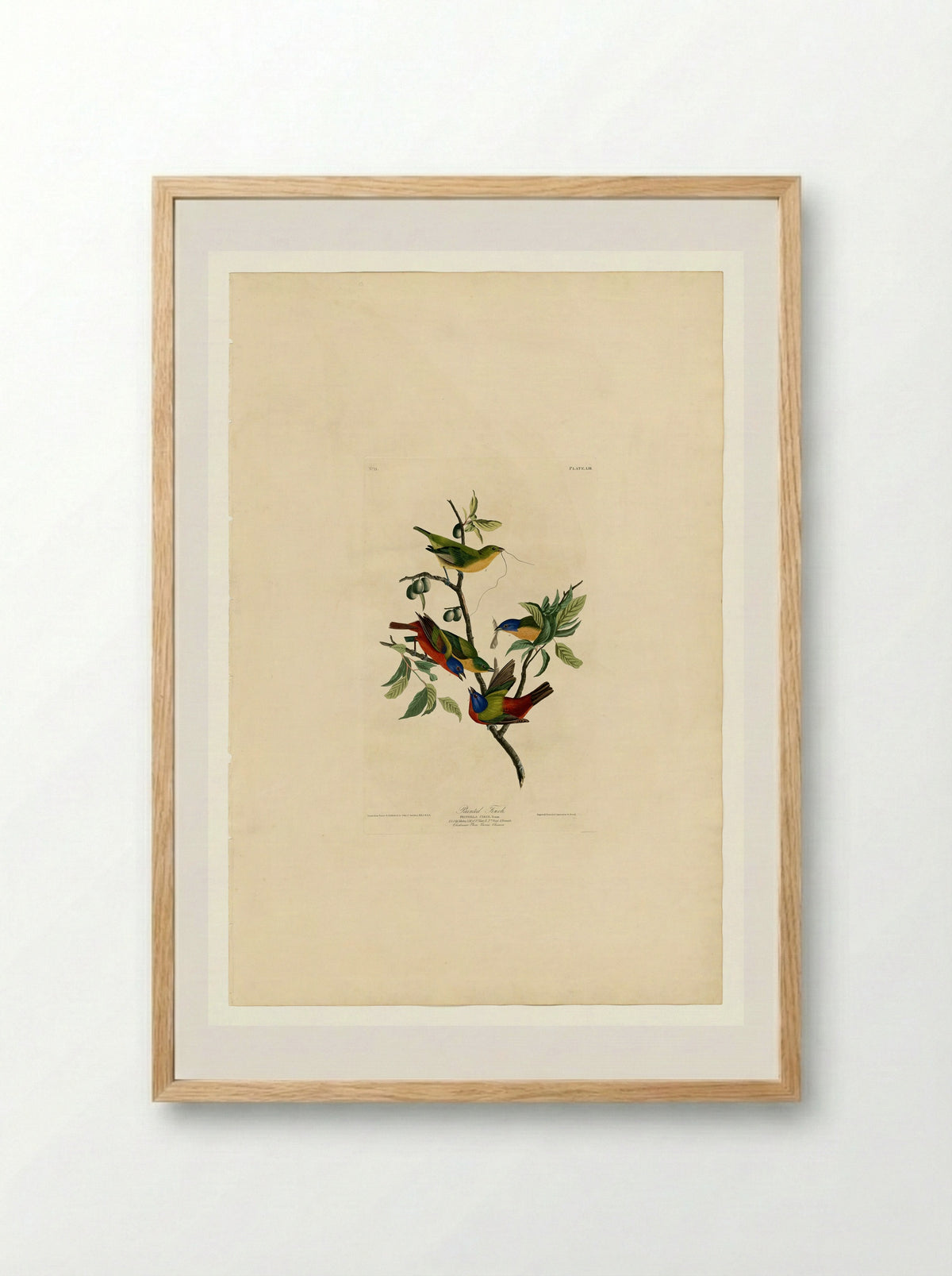 Plate 53. Painted Finch - John James Audubon - Framed Print Wood