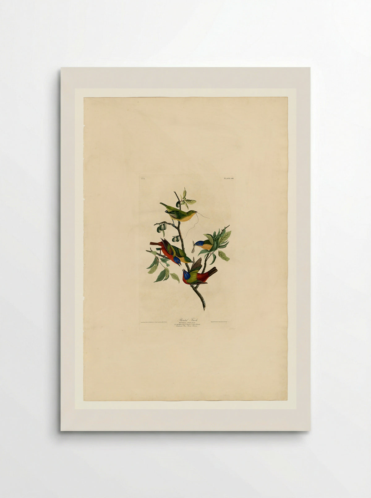 Plate 53. Painted Finch - John James Audubon - Poster