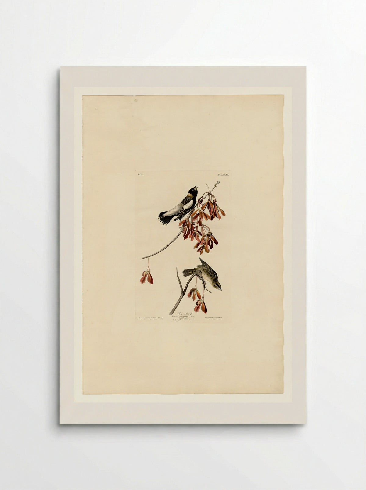 Plate 54. Rice Bird - John James Audubon - Poster