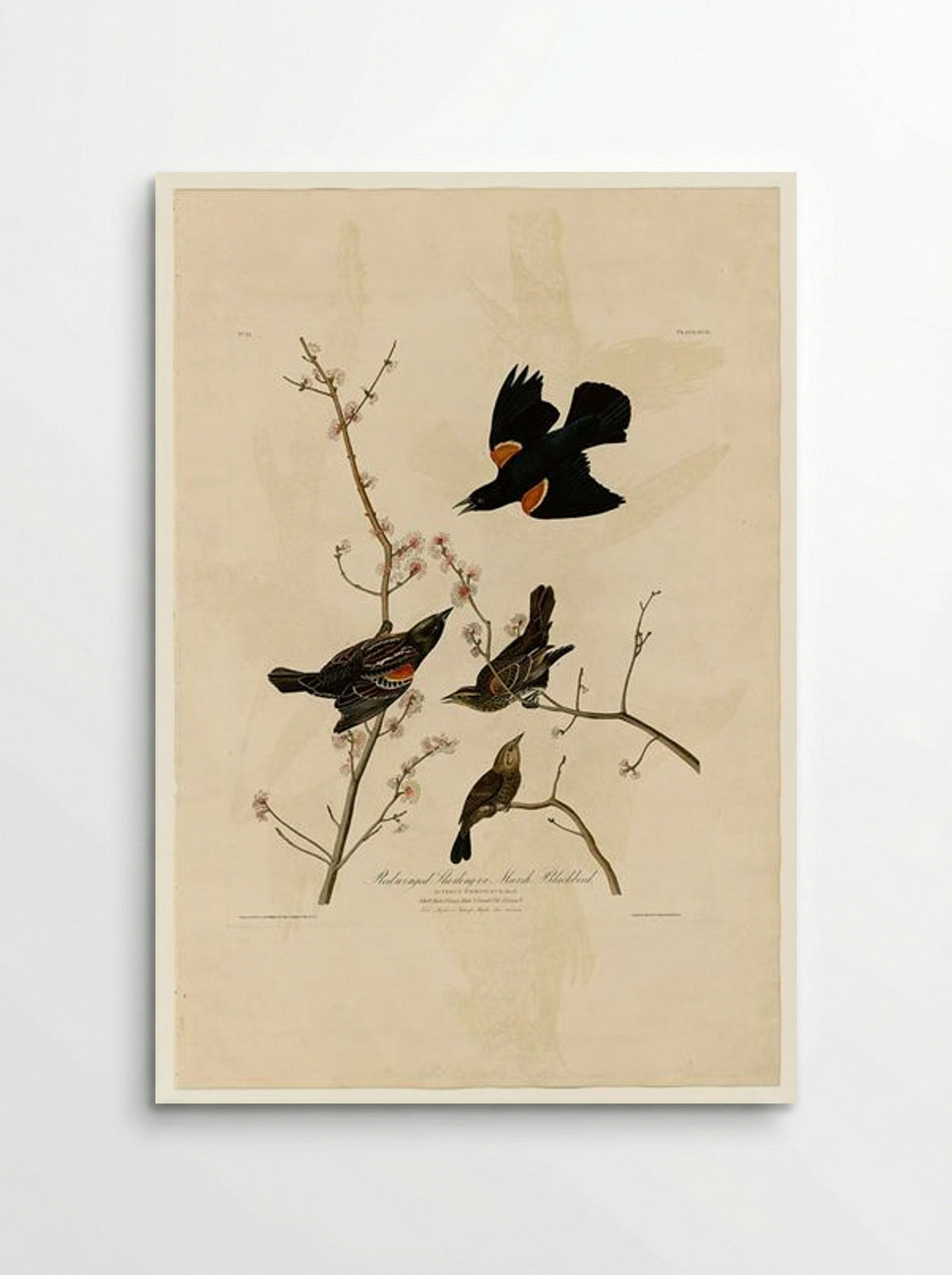 Plate 67 Red-winged Starling or Marsh Blackbird - John James Audubon - Poster