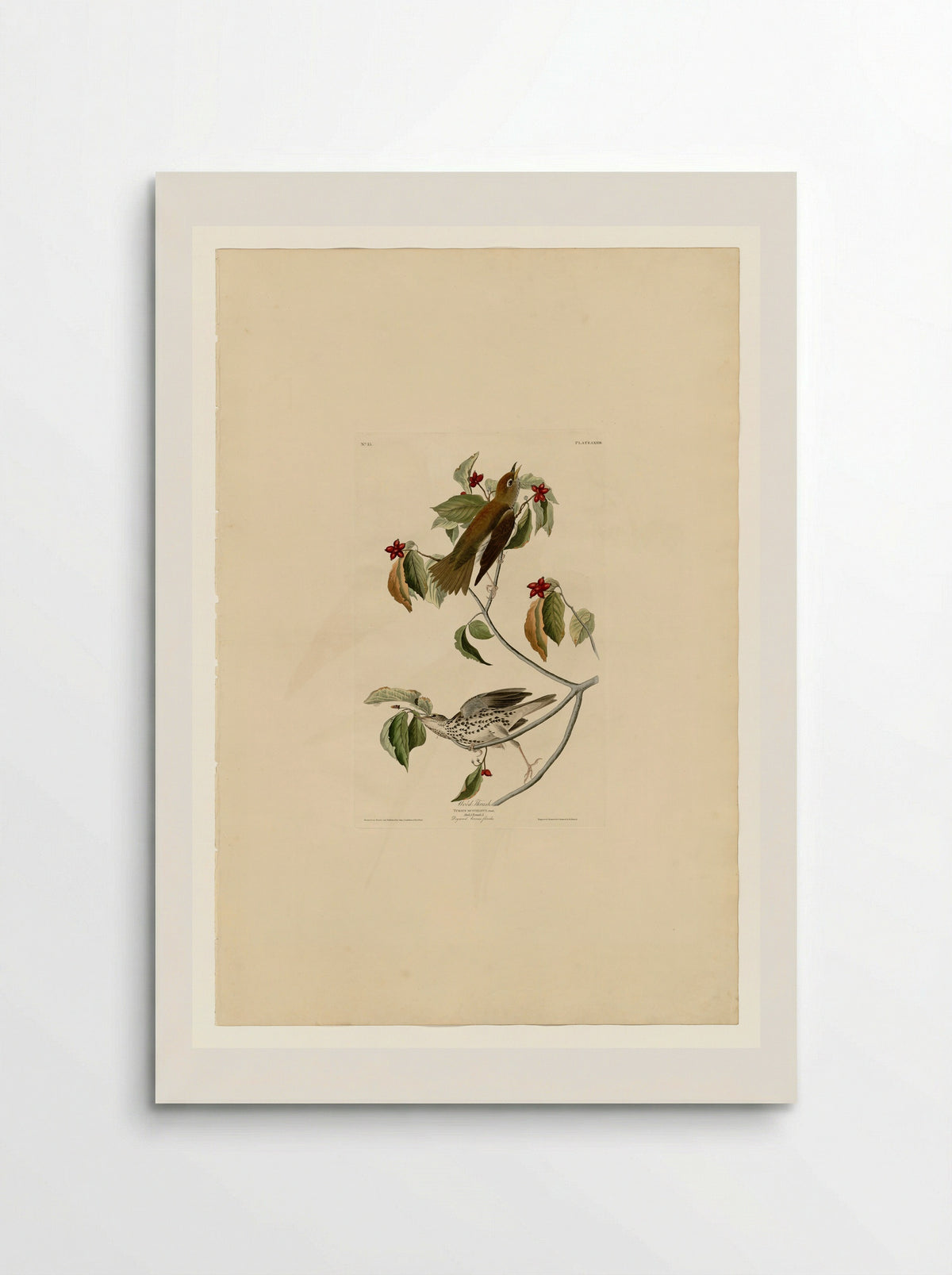 Plate 73 Wood Thrush - John James Audubon - Poster