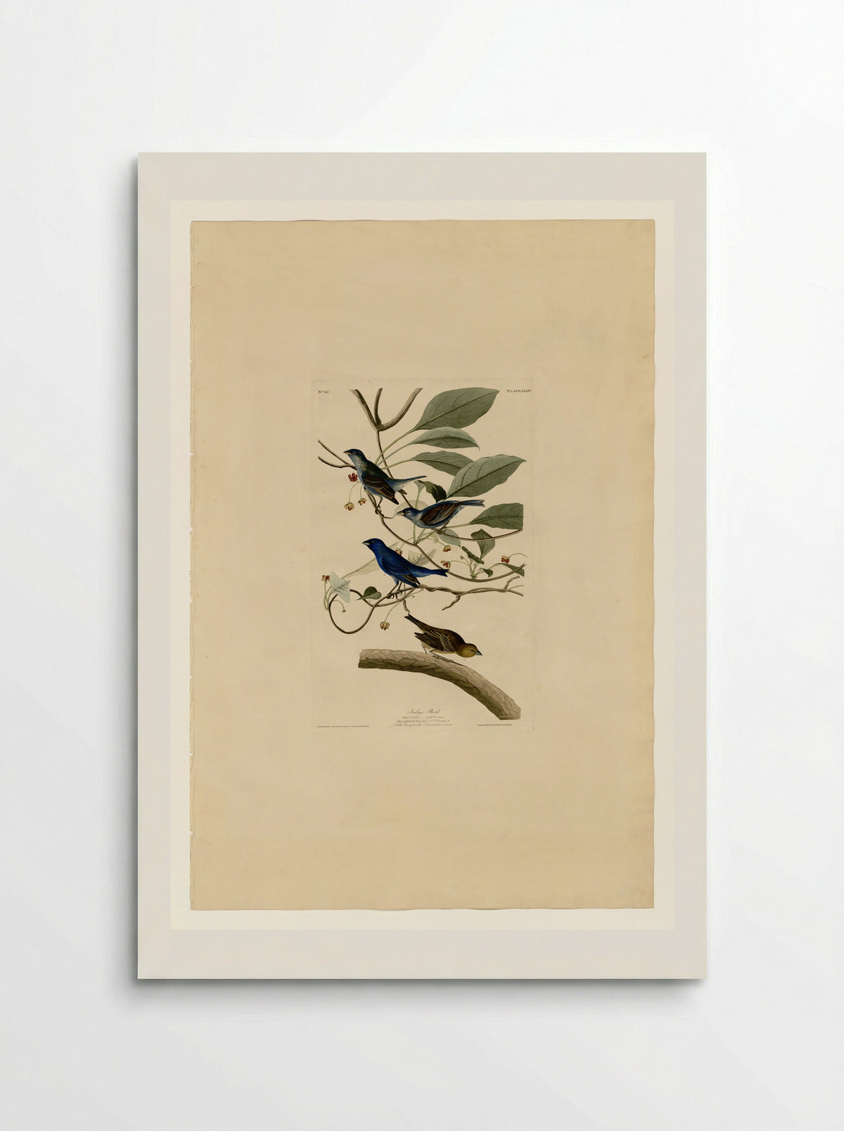 Plate 74 Indigo Bird - John James Audubon - Poster