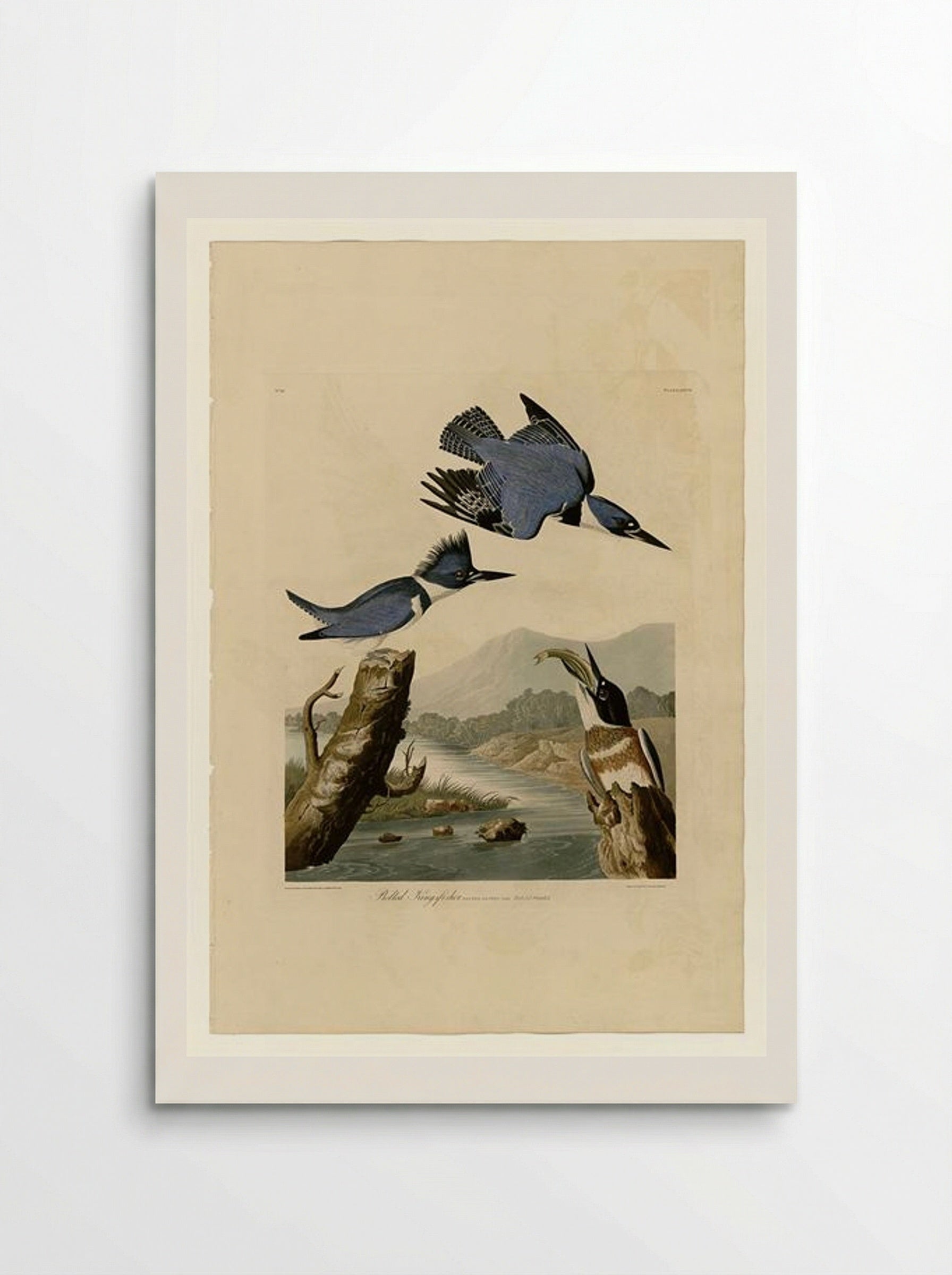 Plate 77 Belted Kingfisher - John James Audubon - Poster