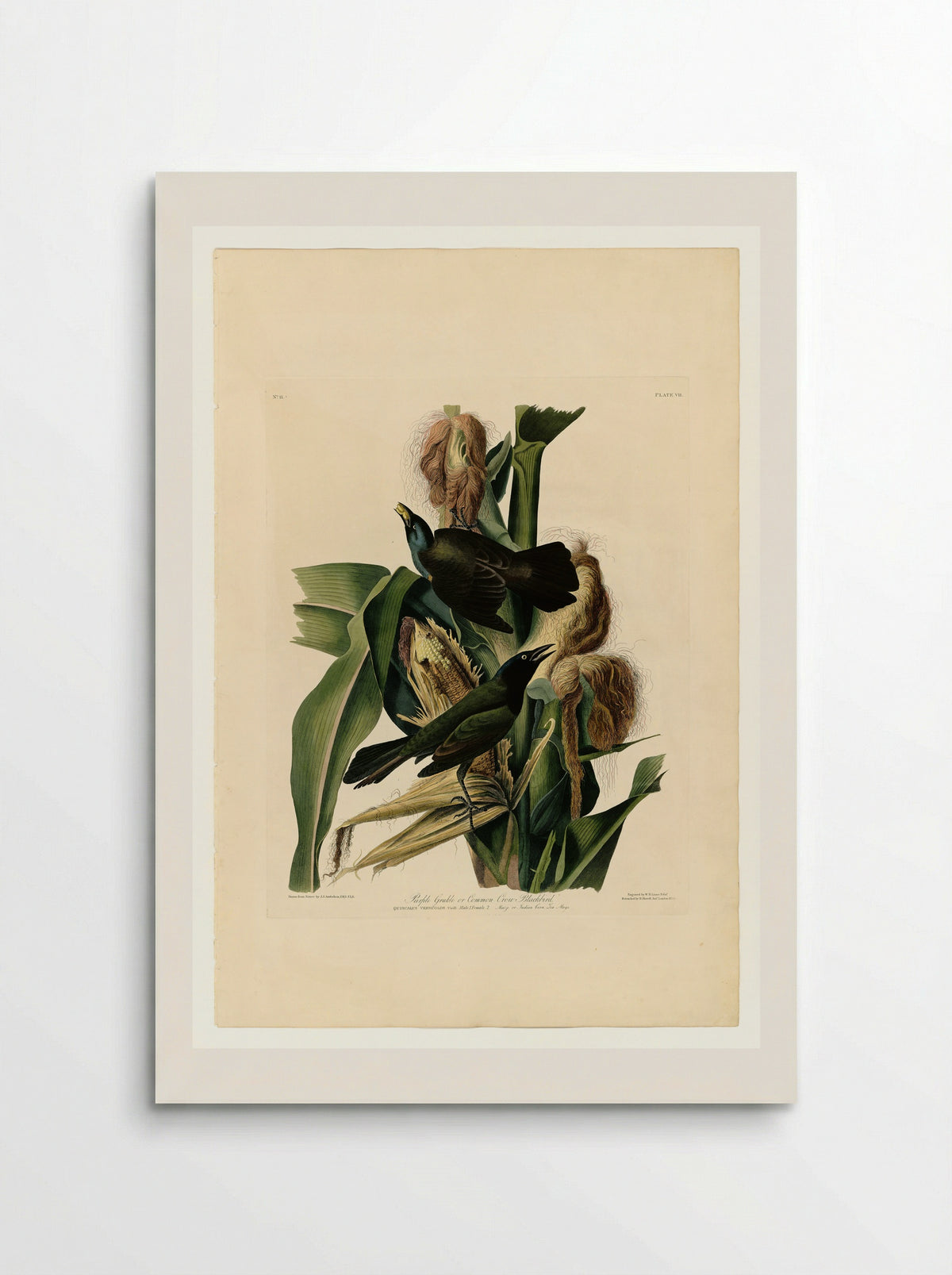 Plate 7. Purple Grakle or Common Crow Blackbird - John James Audubon - Poster