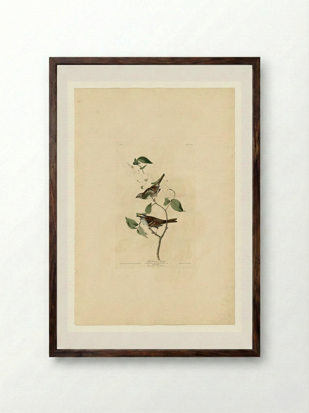 Plate 8 White-throated Sparrow - John James Audubon - Framed Print Dark Wood