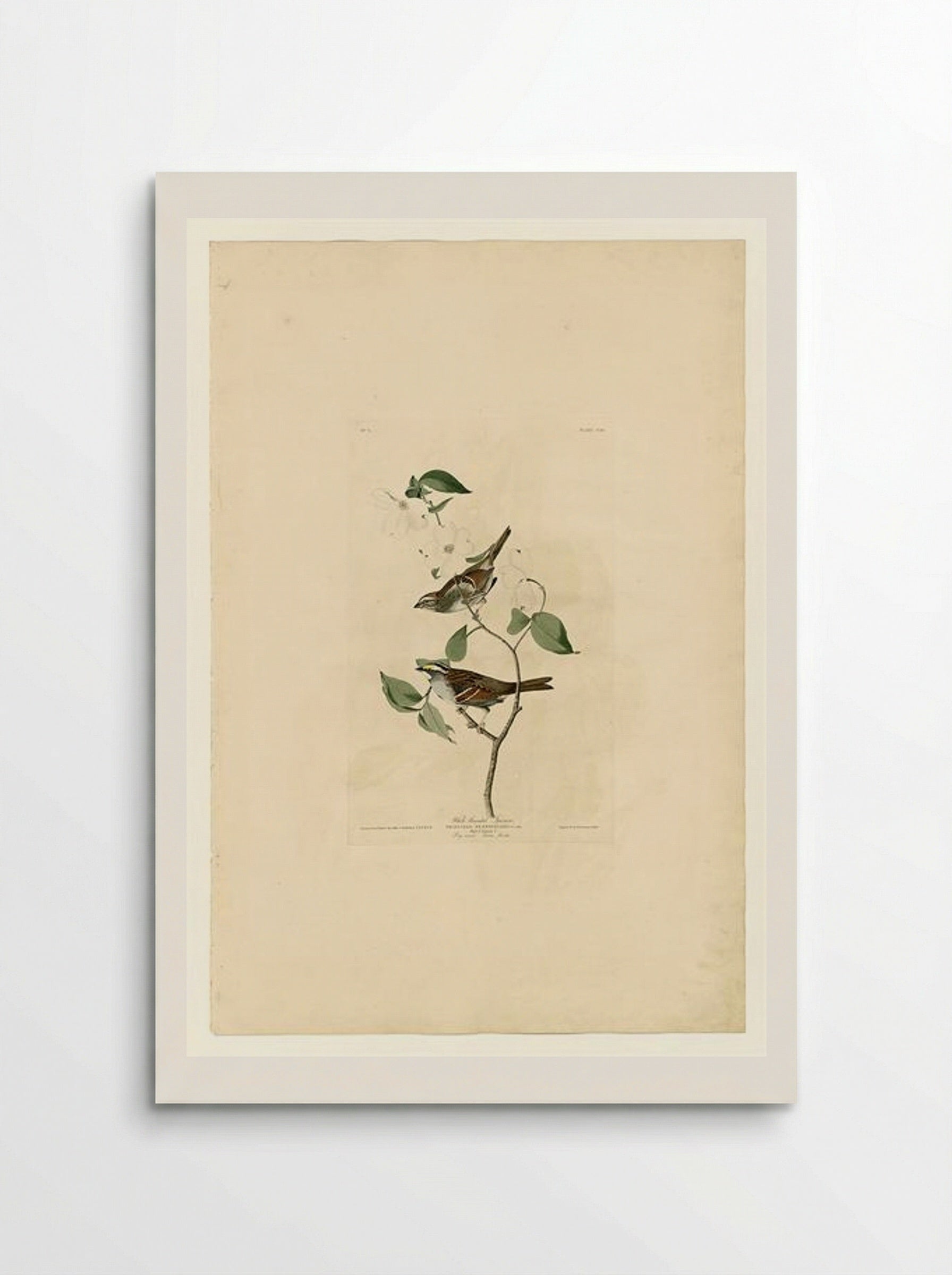 Plate 8 White-throated Sparrow - John James Audubon - Poster