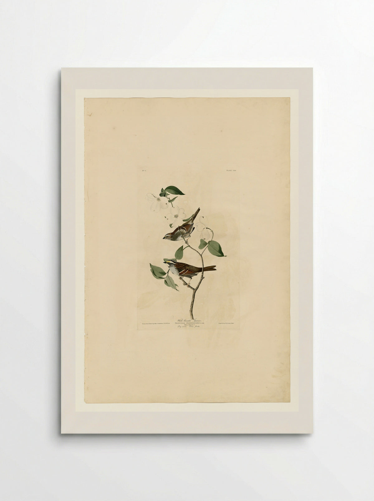 Plate 8 White-throated Sparrow - John James Audubon - Poster