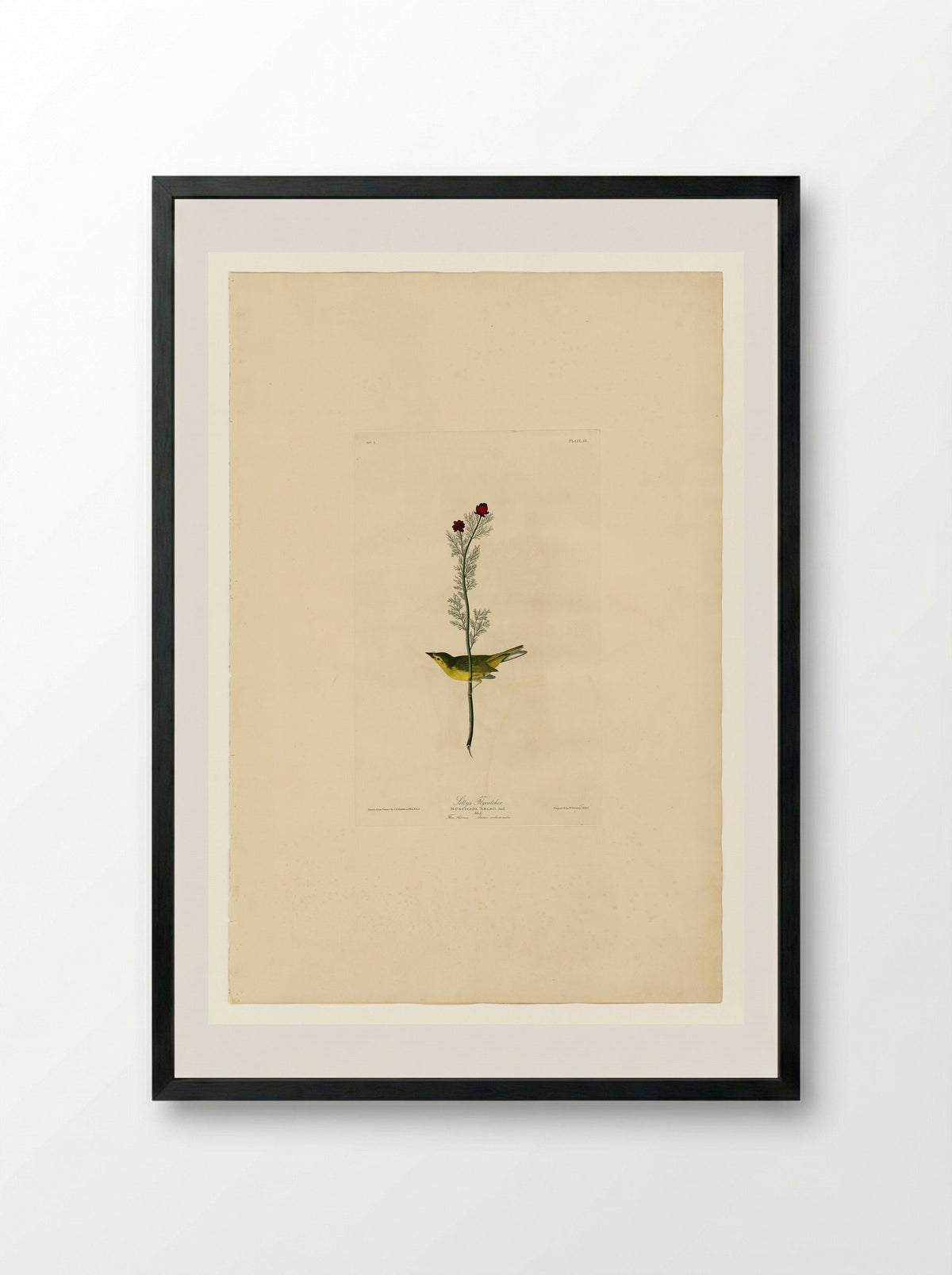 Plate 9, Selby's Flycatcher - John James Audubon - Framed Print Black