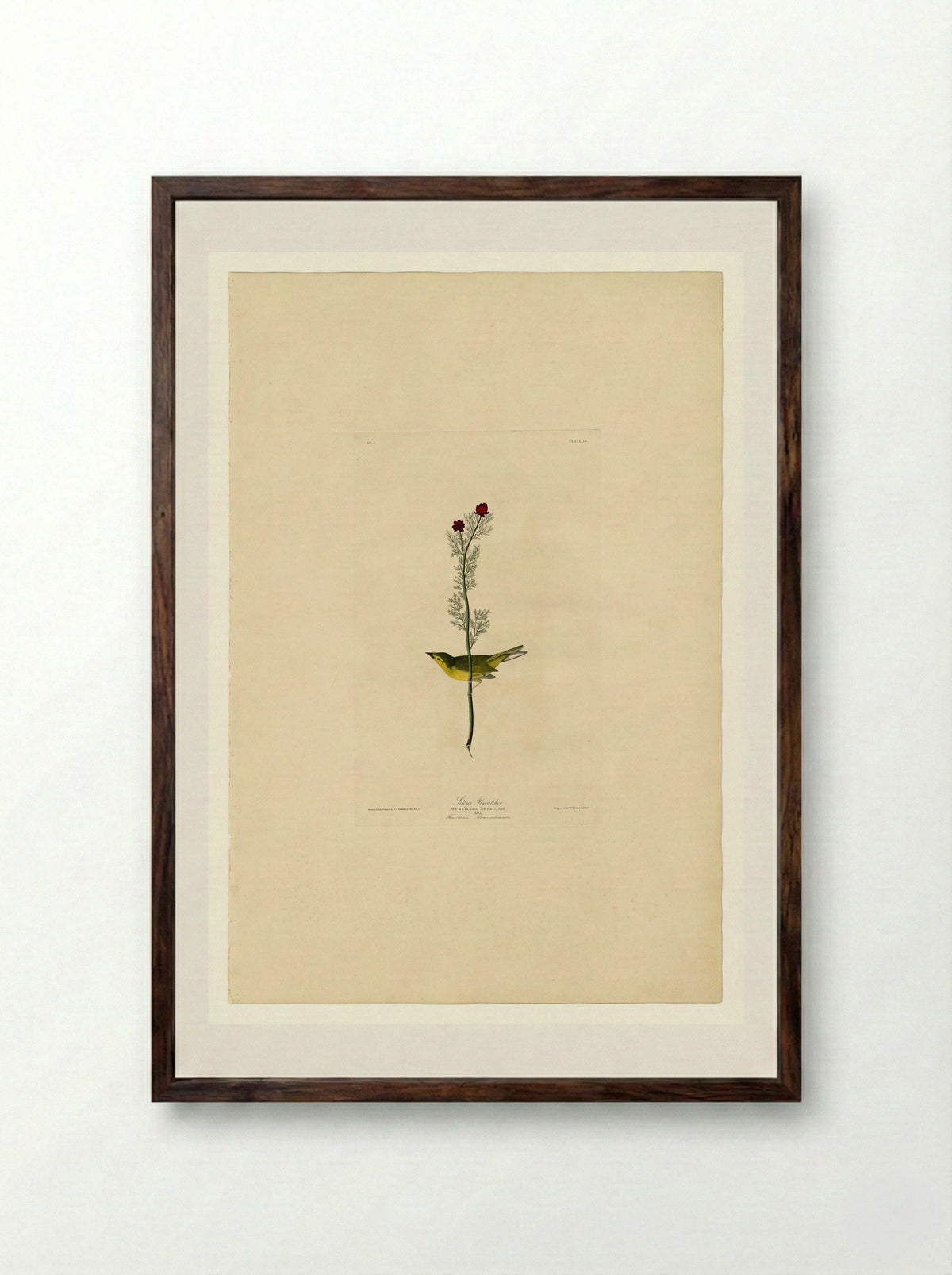 Plate 9, Selby's Flycatcher - John James Audubon - Framed Print Dark Wood