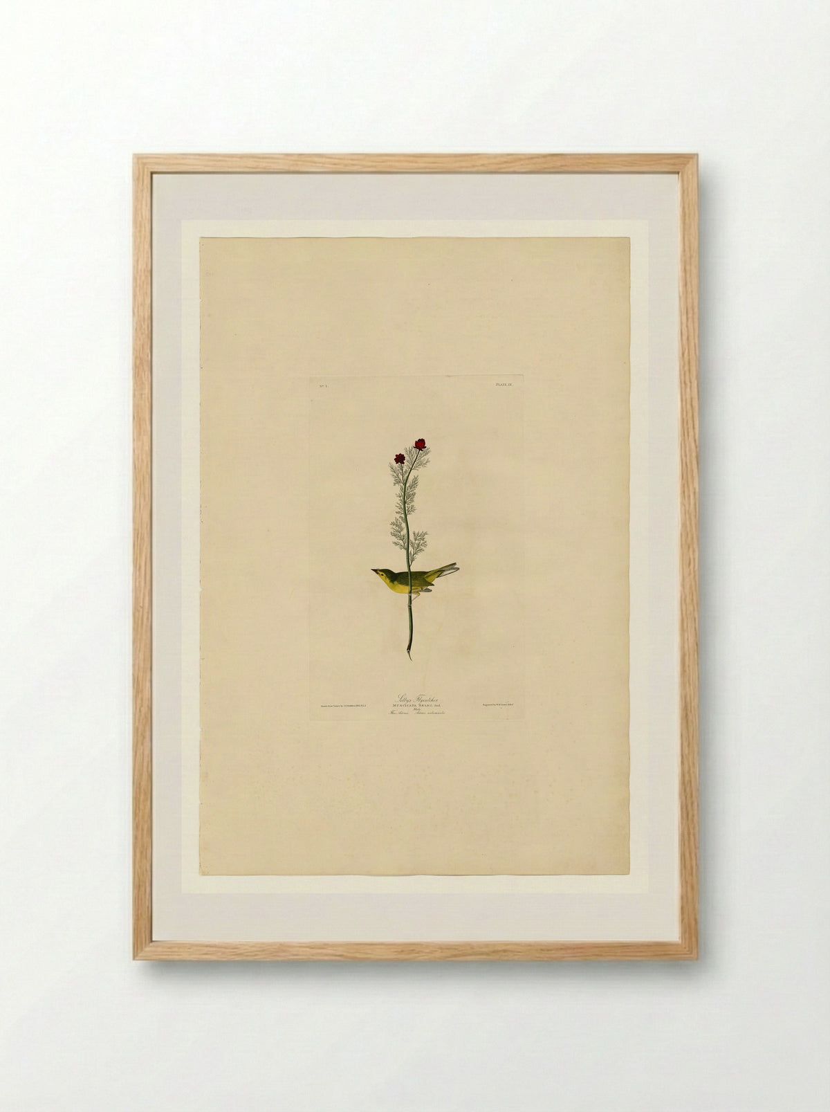 Plate 9, Selby's Flycatcher - John James Audubon - Framed Print Wood