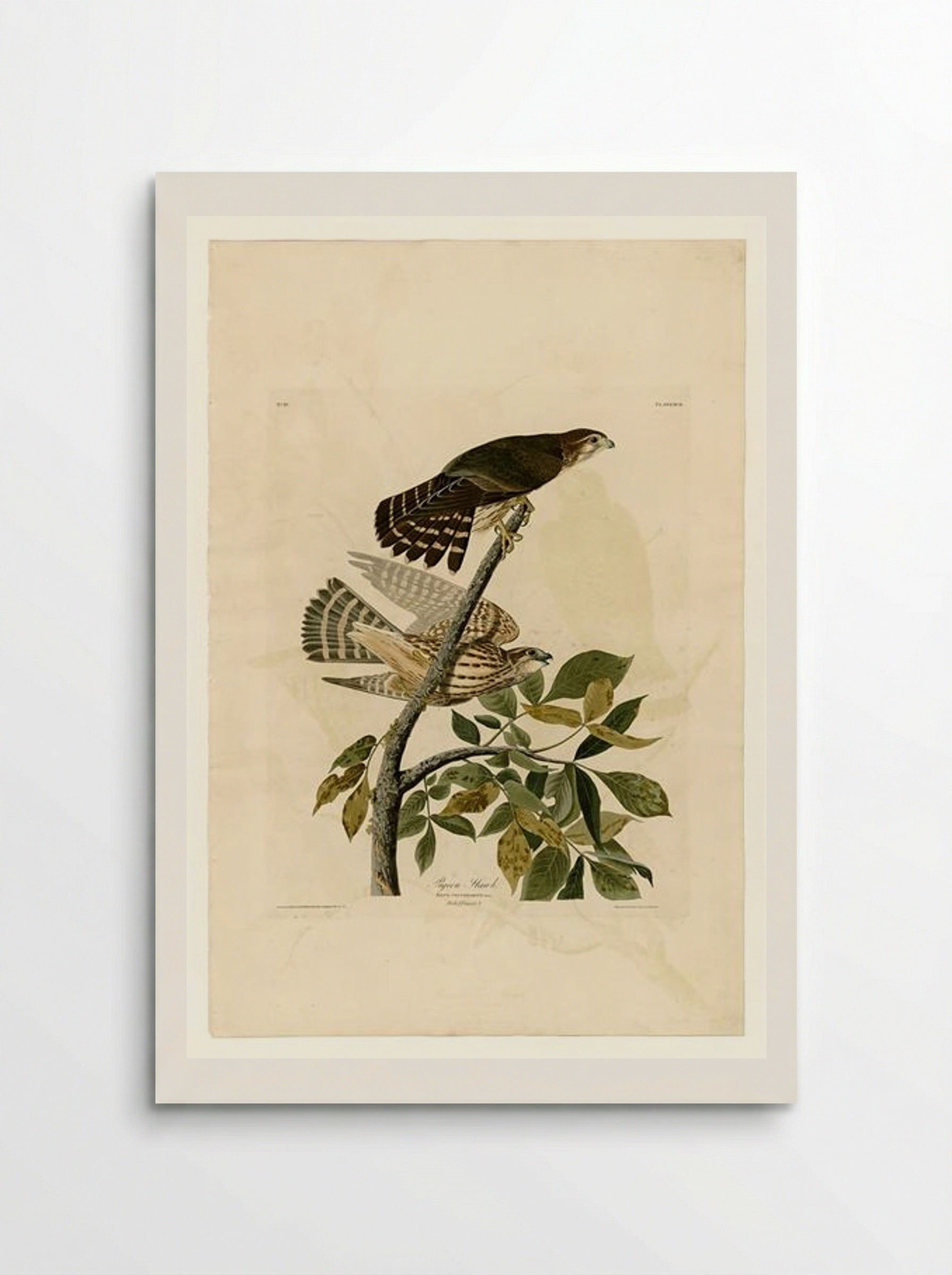 Plate 92 Pigeon Hawk - John James Audubon - Poster