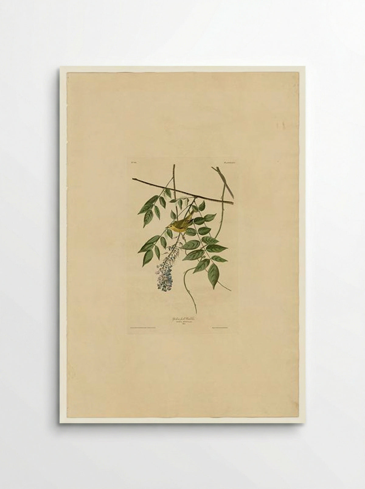 Plate 95 Yellow-poll Warbler - John James Audubon - Poster