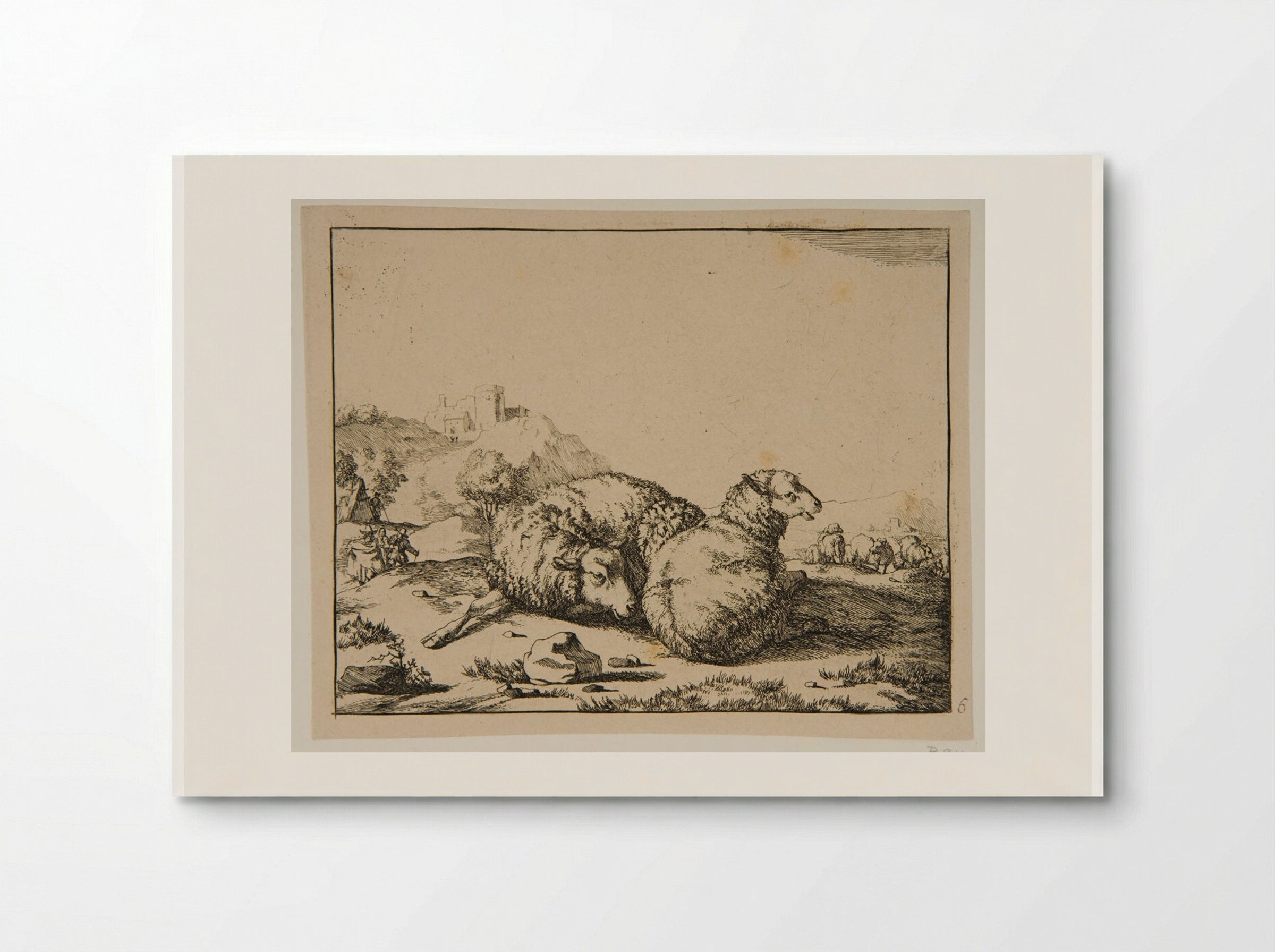 Plate IV (Study of Sheep) - Marcus de Bye - Poster