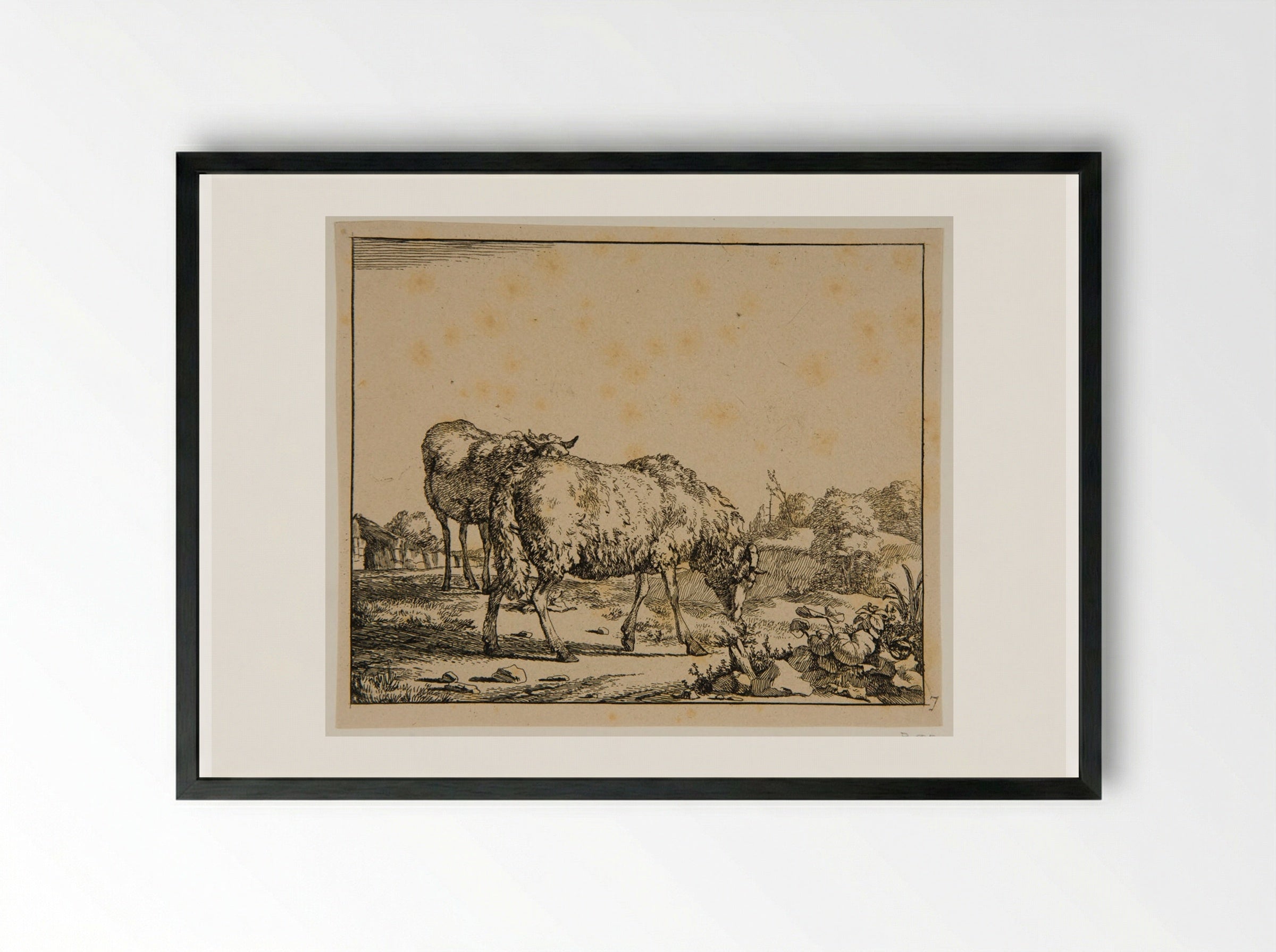 Plate V (Sheep) - Marcus de Bye - Framed Print Black