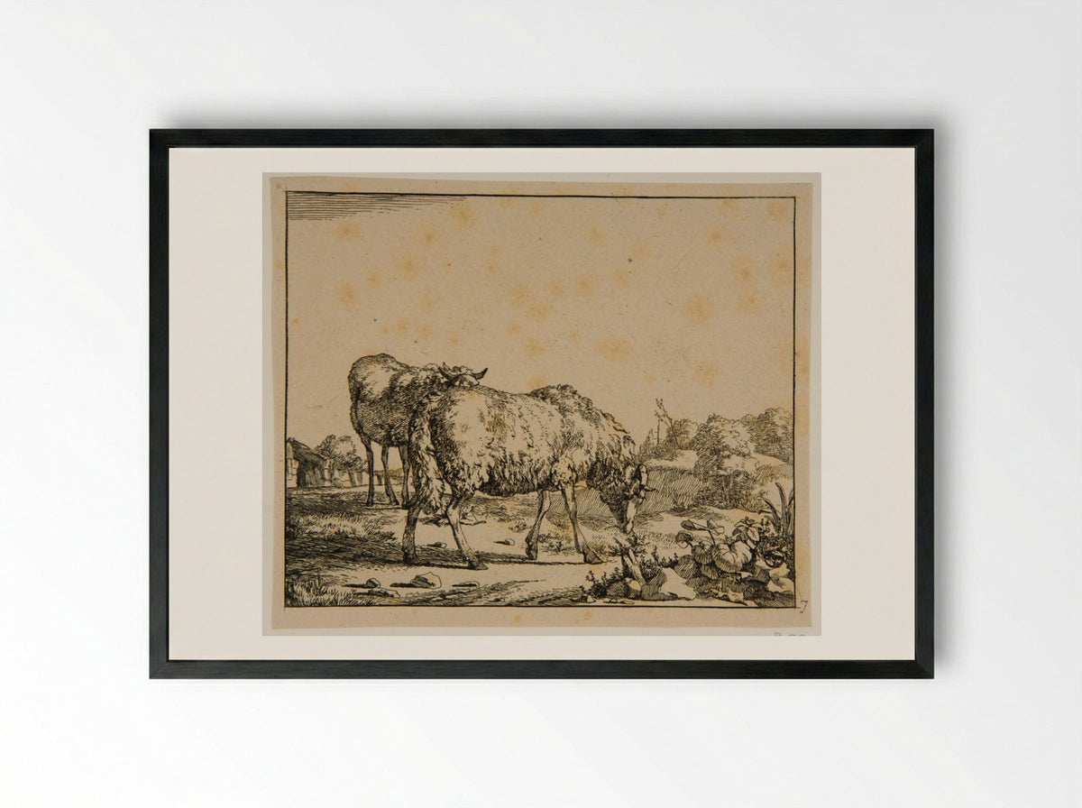 Plate V (Sheep) - Marcus de Bye - Framed Print Black