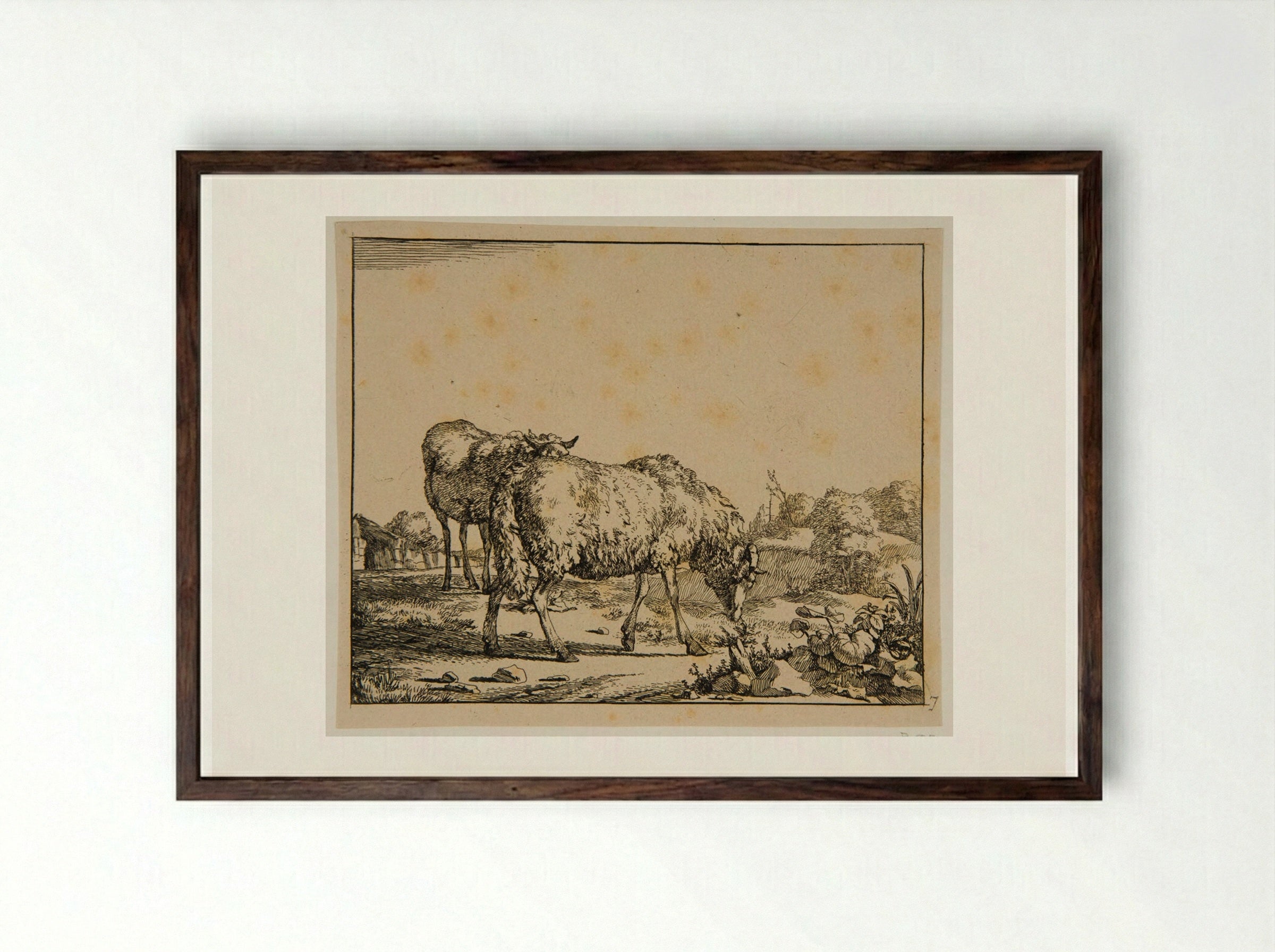 Plate V (Sheep) - Marcus de Bye - Framed Print Dark Wood