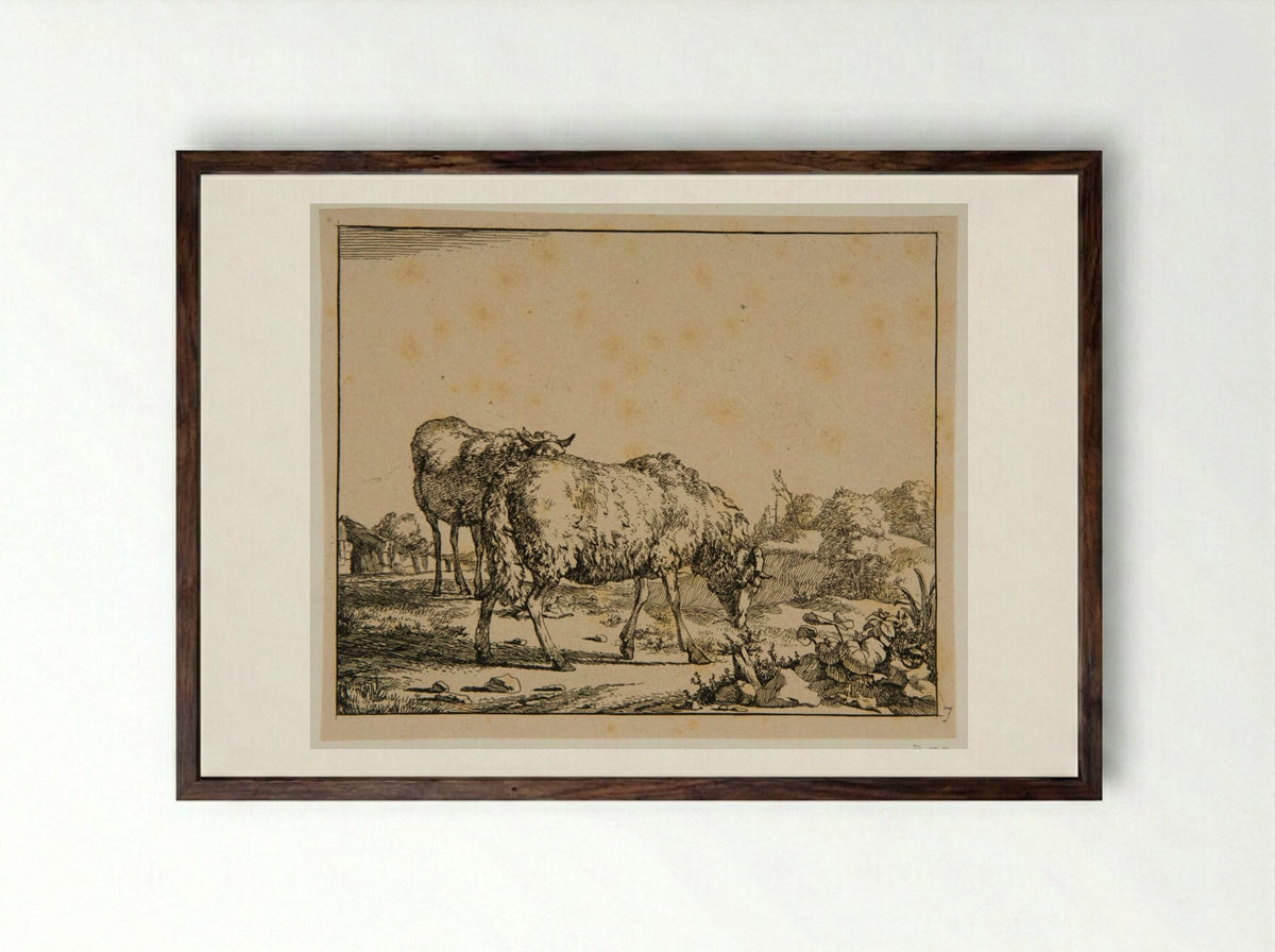 Plate V (Sheep) - Marcus de Bye - Framed Print Dark Wood