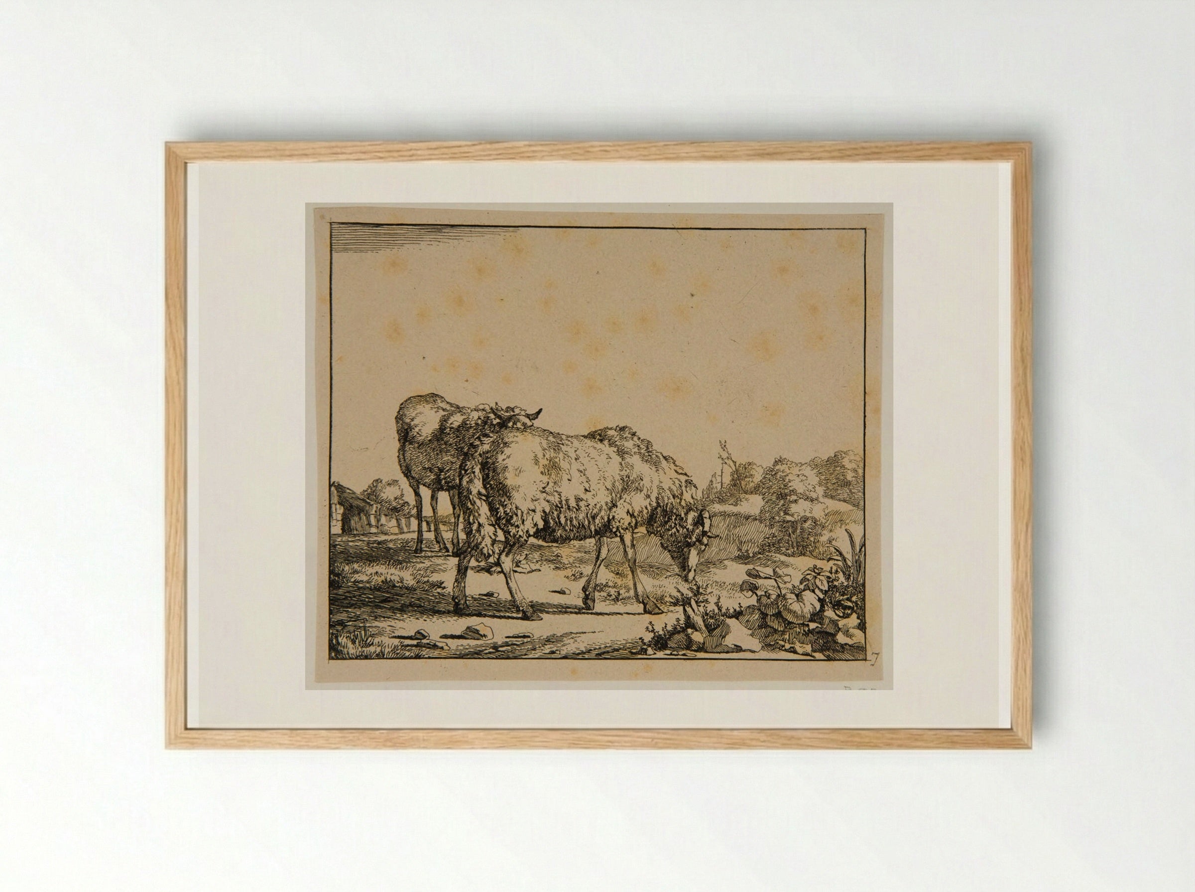 Plate V (Sheep) - Marcus de Bye - Framed Print Wood