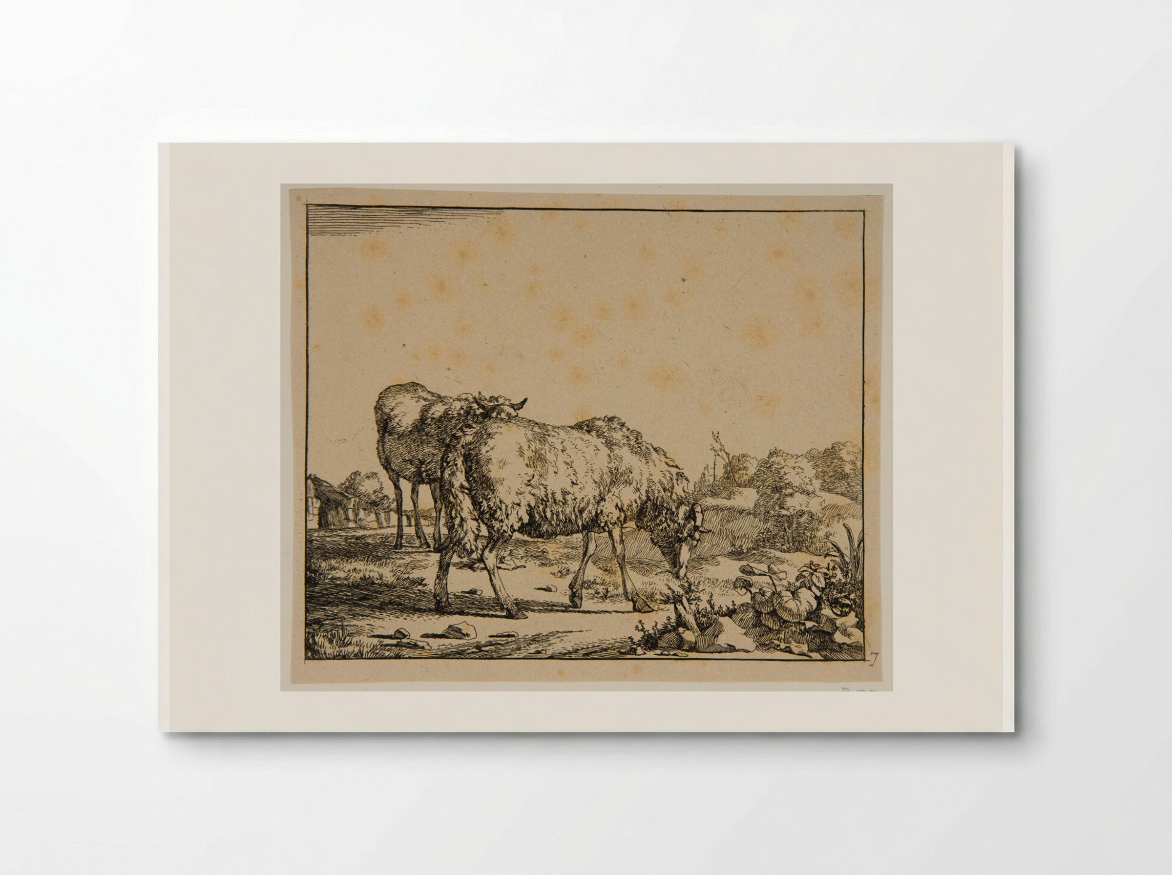 Plate V (Sheep) - Marcus de Bye - Poster