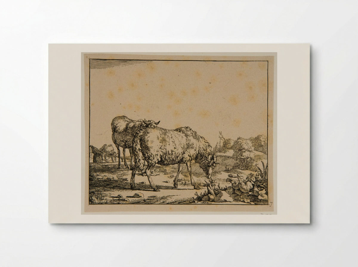 Plate V (Sheep) - Marcus de Bye - Poster