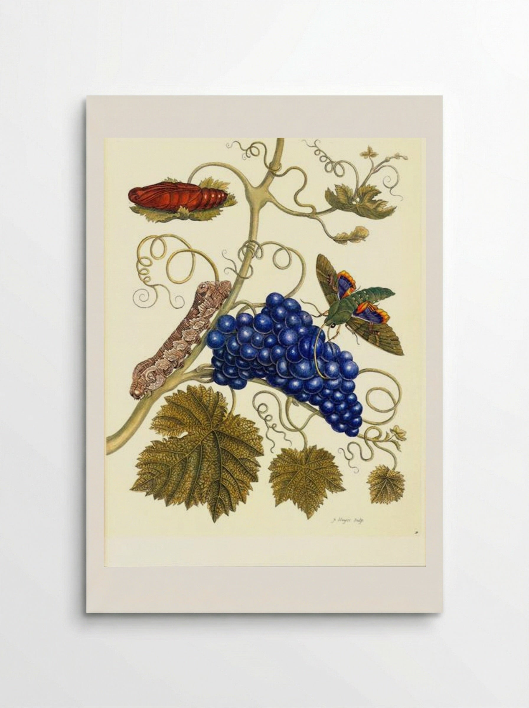 Plate of a moth (Eumorpha labruscae) that feeds on grape (Vitis vinifera) - Maria Sibylla Merian - Poster