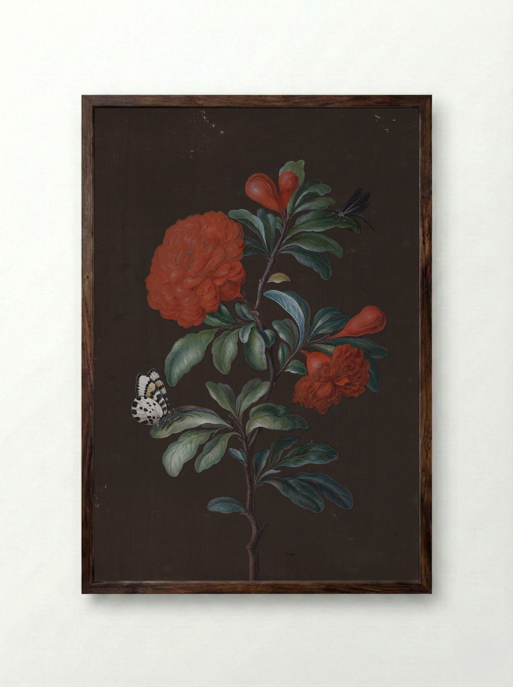 Pomegranate Flower with Insects - Barbara Regina Dietzsch - Framed Print Dark Wood