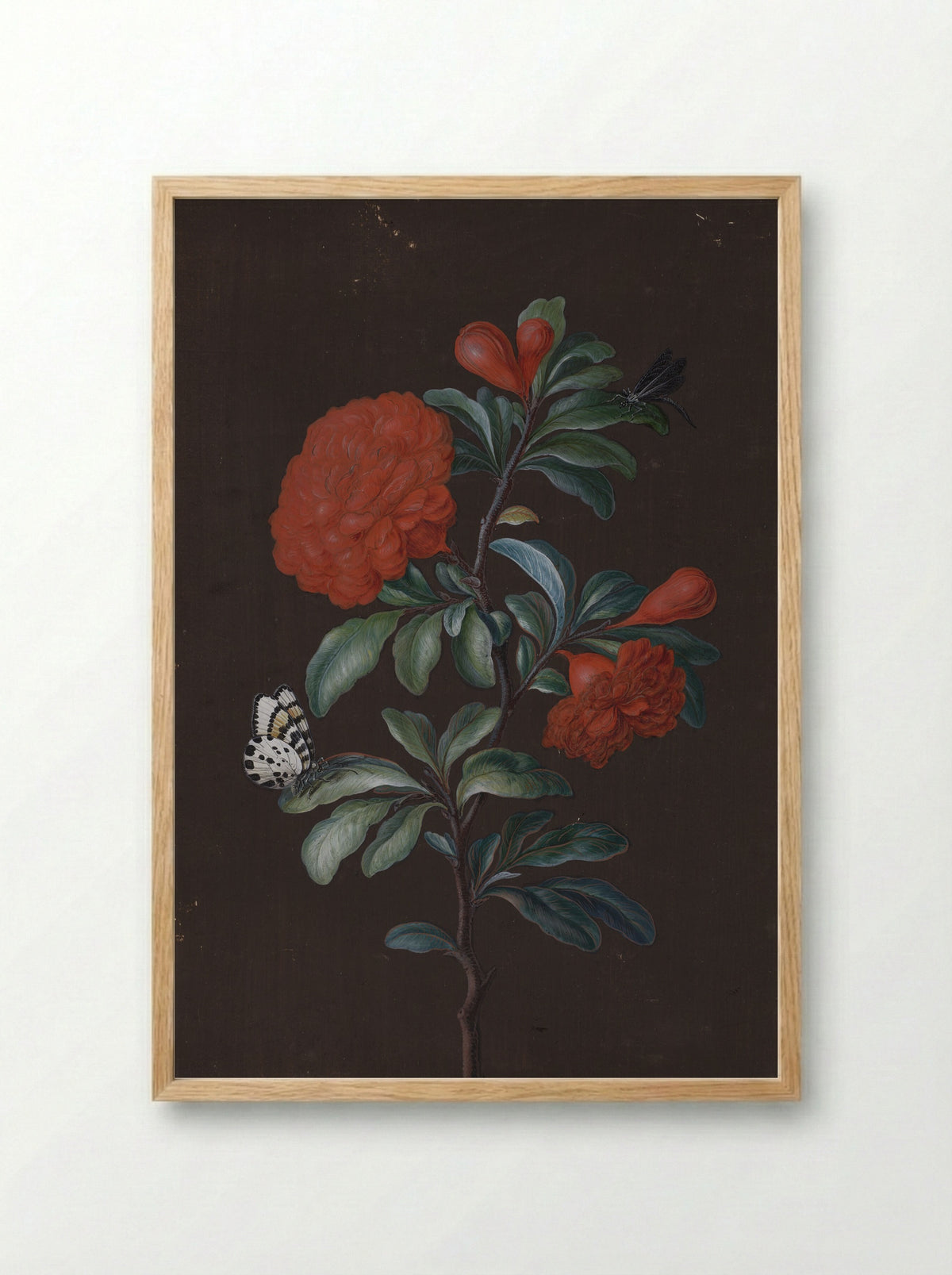 Pomegranate Flower with Insects - Barbara Regina Dietzsch - Framed Print Wood