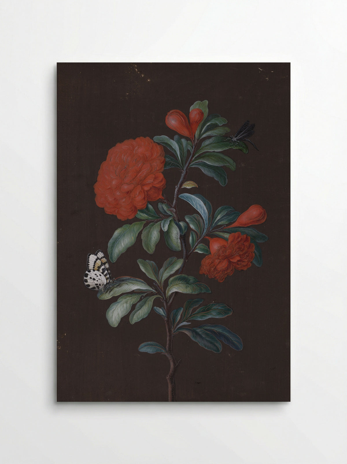 Pomegranate Flower with Insects - Barbara Regina Dietzsch - Poster