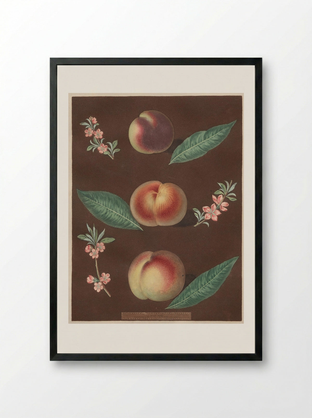 Pomona Britannica: No. 33 - Peaches - George Brookshaw - Framed Print Black