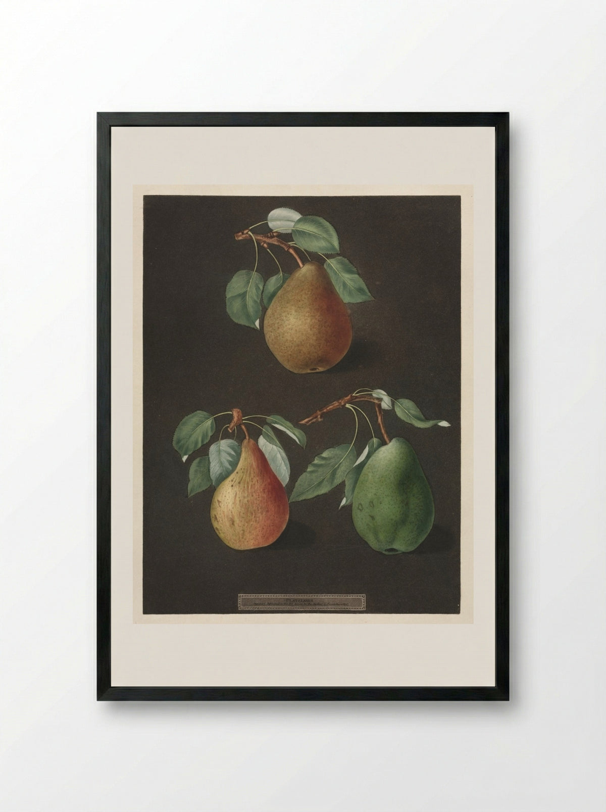 Pomona Britannica: No. 82 - Pears - George Brookshaw - Framed Print Black