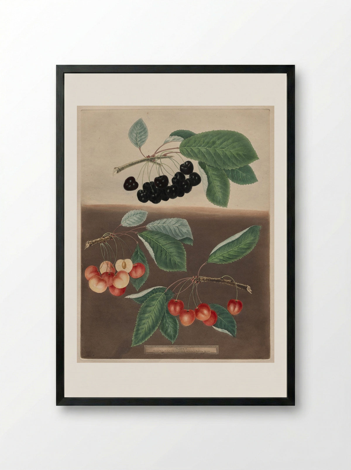 Pomona Britannica: No. 10 - Cherries - George Brookshaw - Framed Print Black