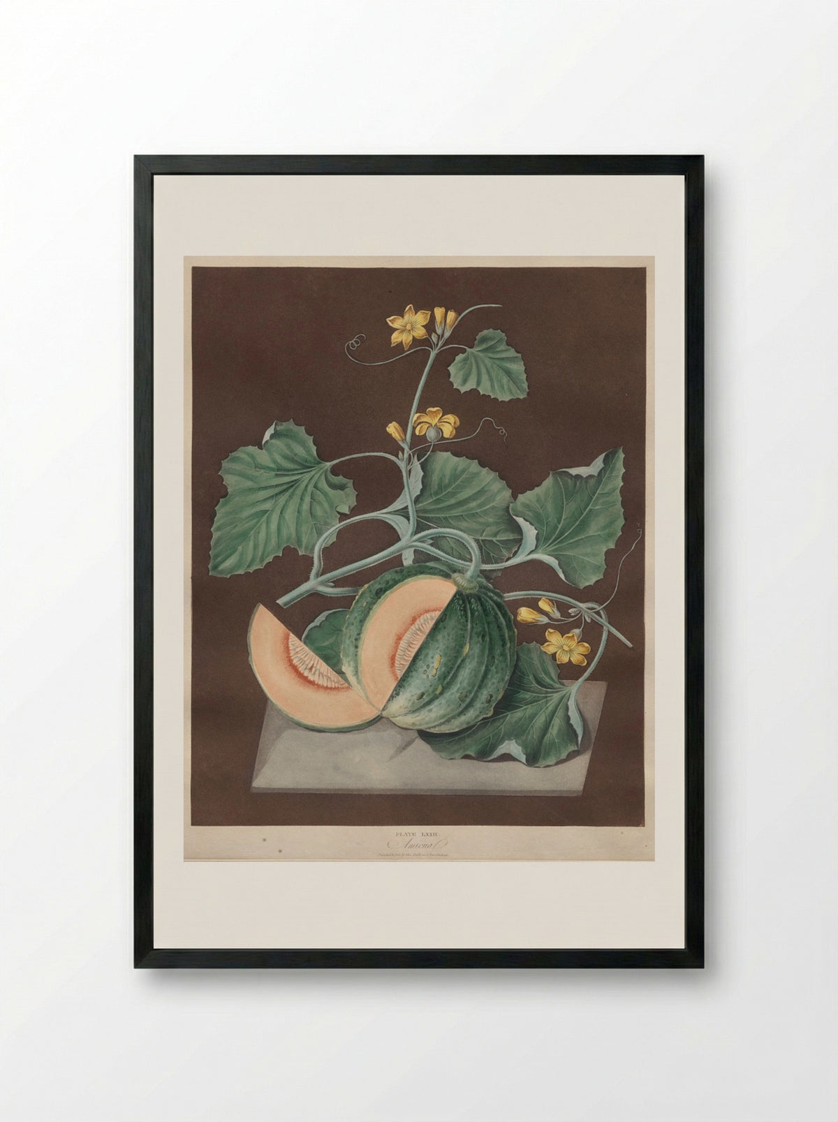 Pomona Britannica: No. 72 - Amicua (Melon) - George Brookshaw - Framed Print Black