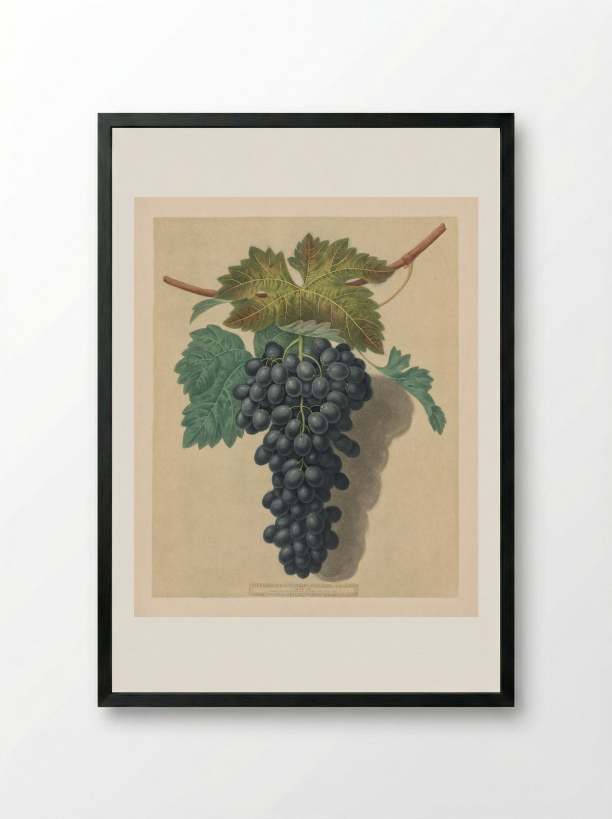 Pomona Britannica: No. 52 - Black Prince Grape - George Brookshaw - Framed Print Black