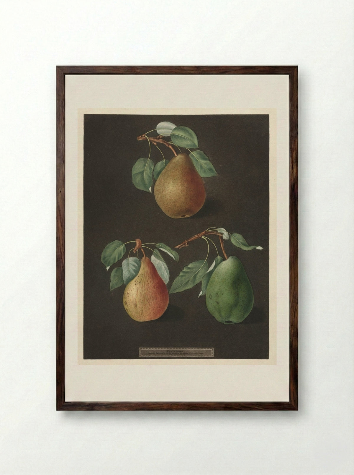 Pomona Britannica: No. 82 - Pears - George Brookshaw - Framed Print Dark Wood