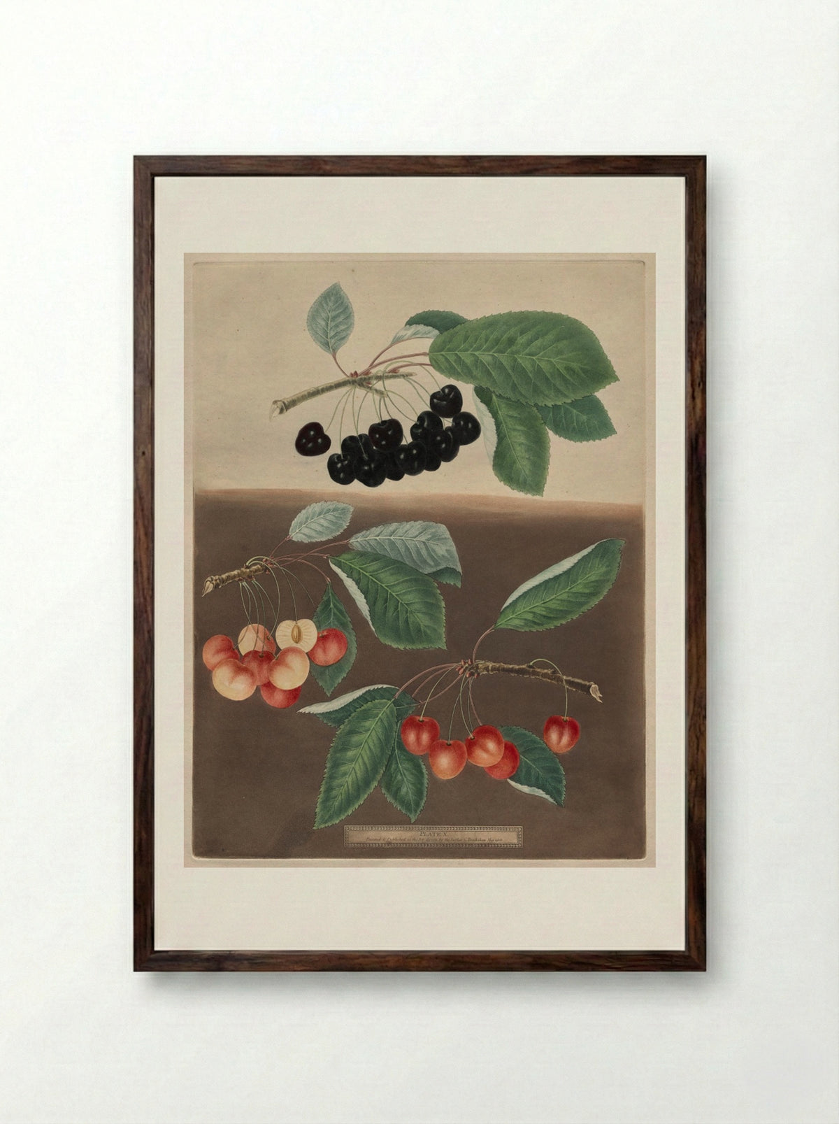 Pomona Britannica: No. 10 - Cherries - George Brookshaw - Framed Print Dark Wood