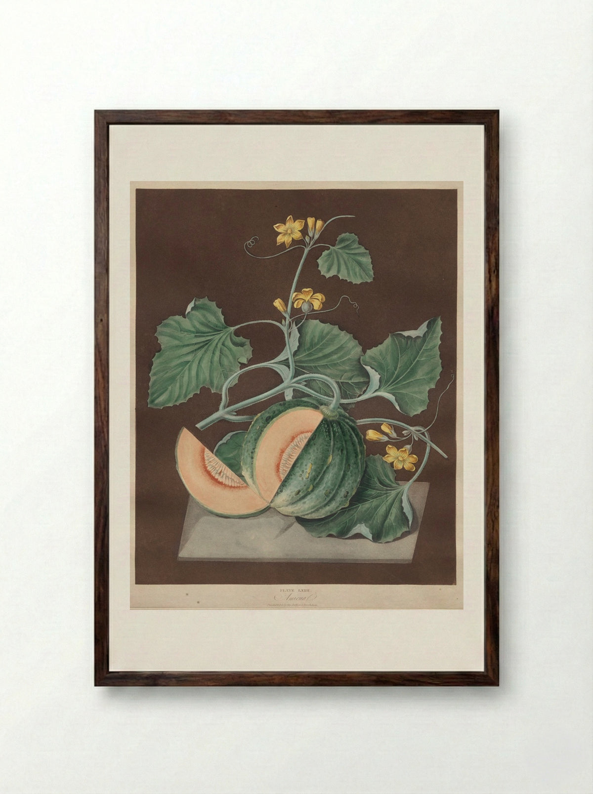 Pomona Britannica: No. 72 - Amicua (Melon) - George Brookshaw - Framed Print Dark Wood