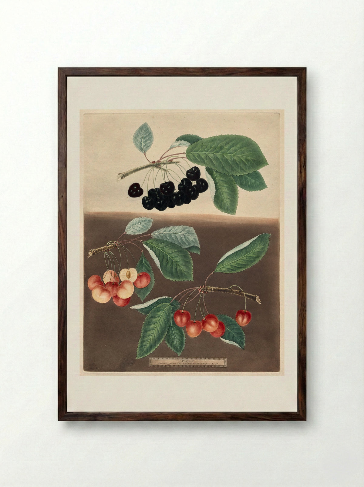 Pomona Britannica: No. 10 - Cherries - George Brookshaw - Framed Print Dark Wood