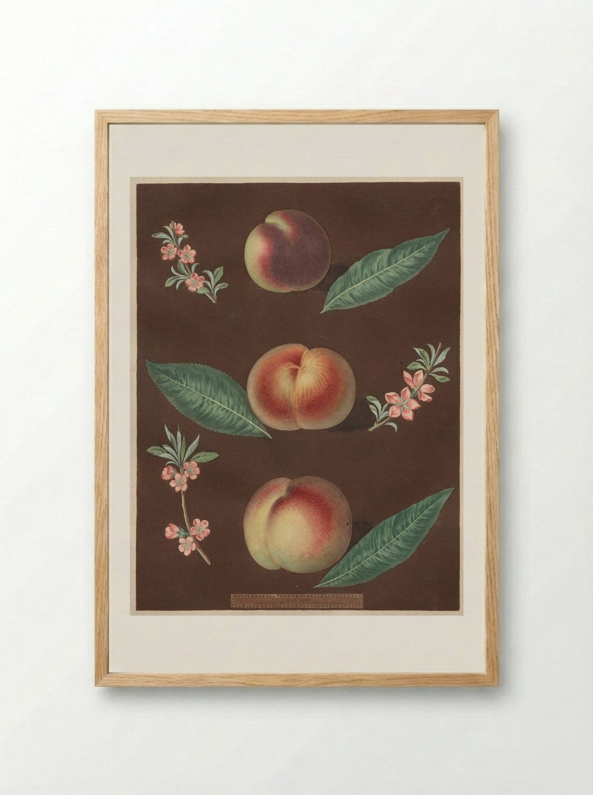 Pomona Britannica: No. 33 - Peaches - George Brookshaw - Framed Print Wood