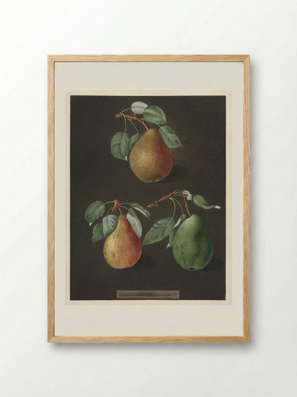 Pomona Britannica: No. 82 - Pears - George Brookshaw - Framed Print Wood