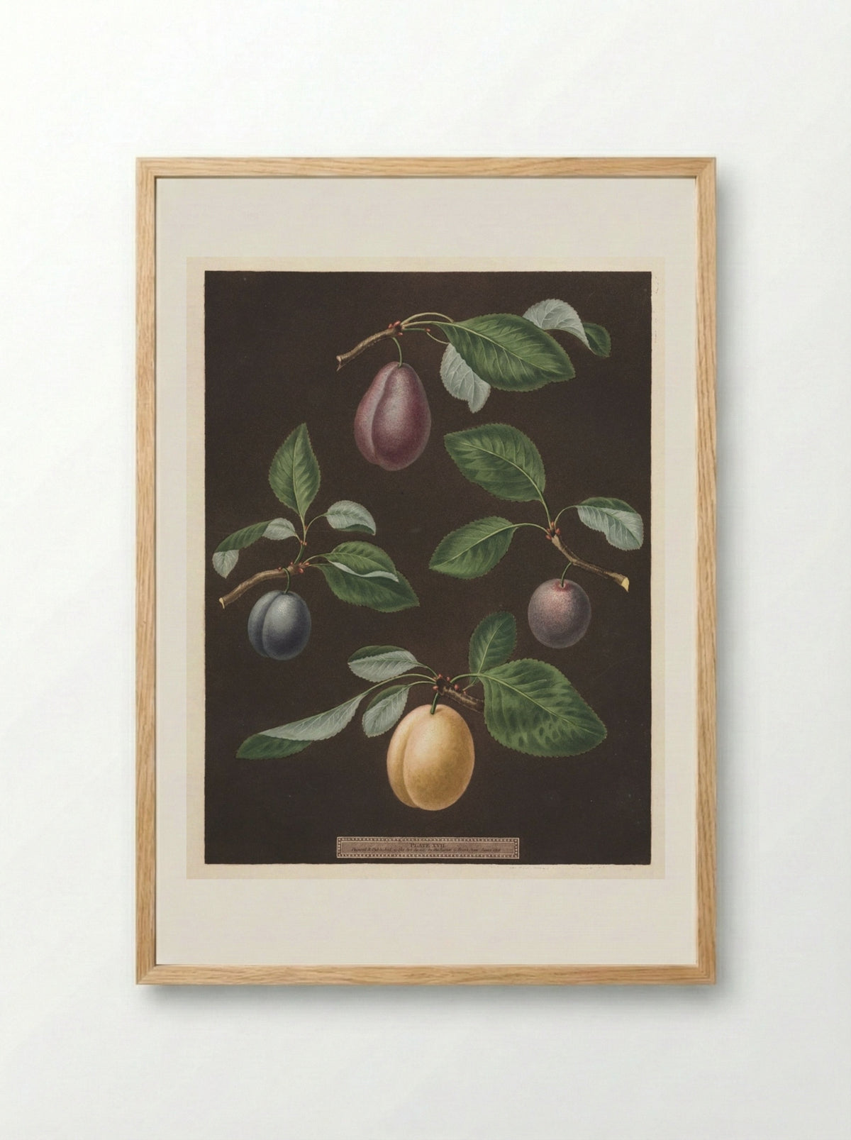 Pomona Britannica: No. 17 - Plums - George Brookshaw - Framed Print Wood