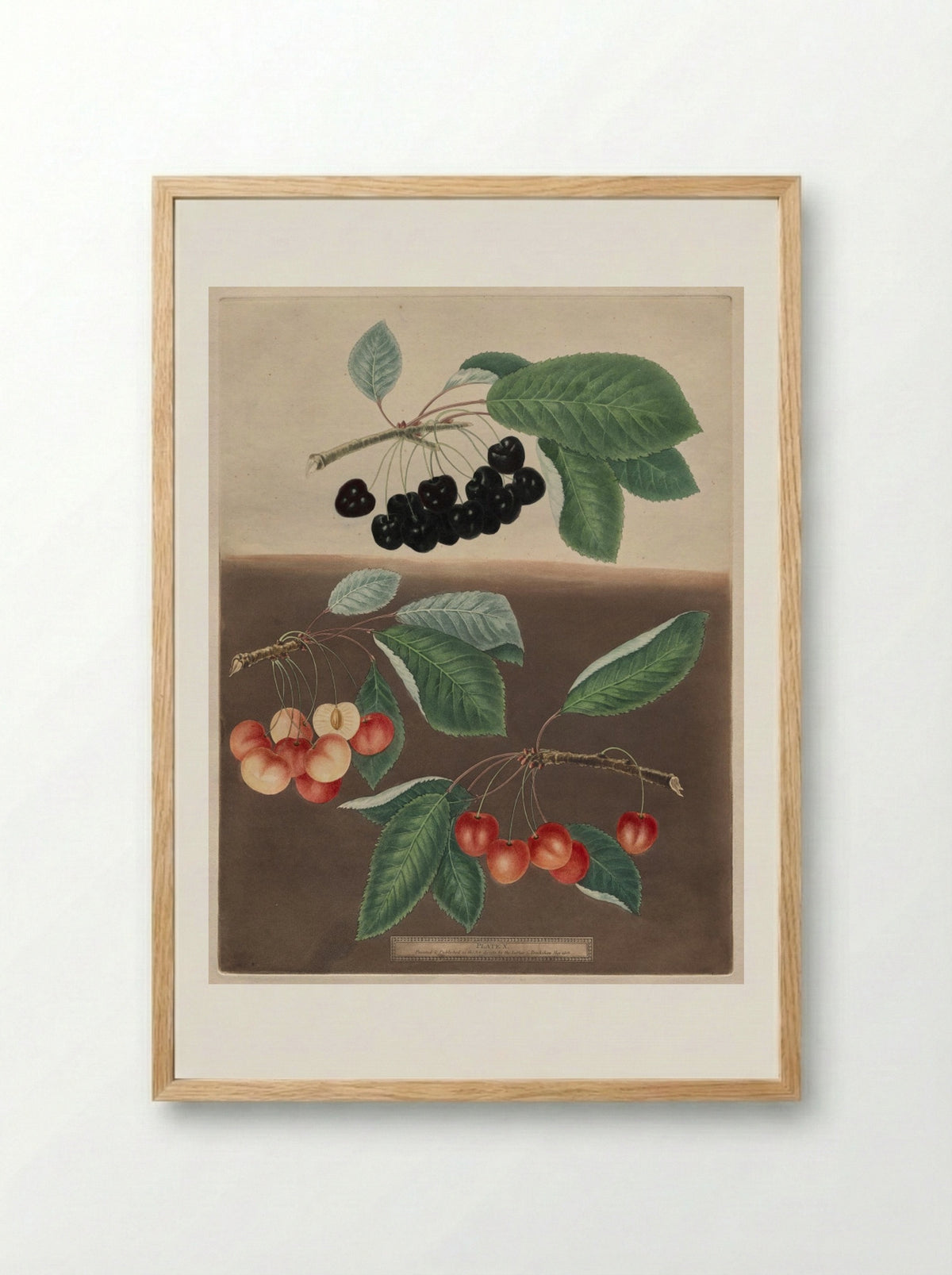 Pomona Britannica: No. 10 - Cherries - George Brookshaw - Framed Print Wood